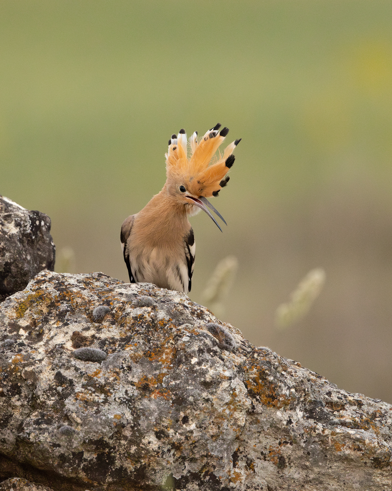 Hoopoe