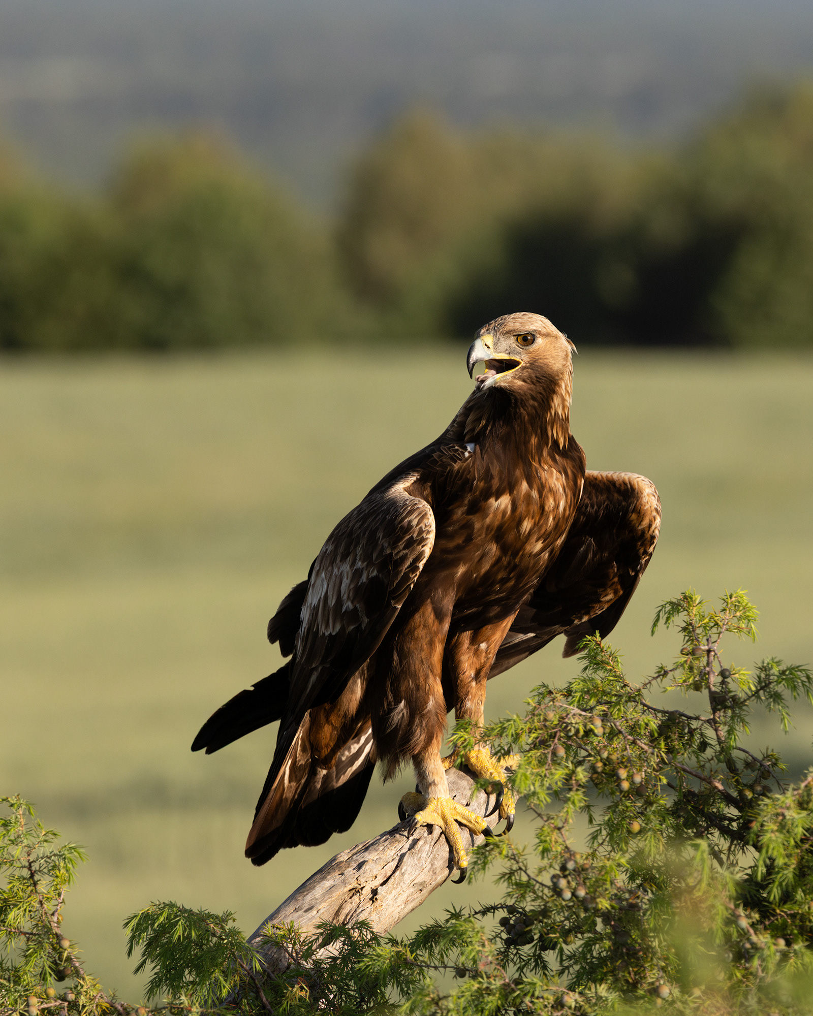 Golden Eagle