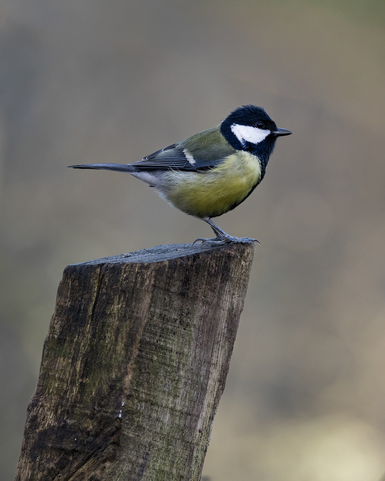 Great Tit