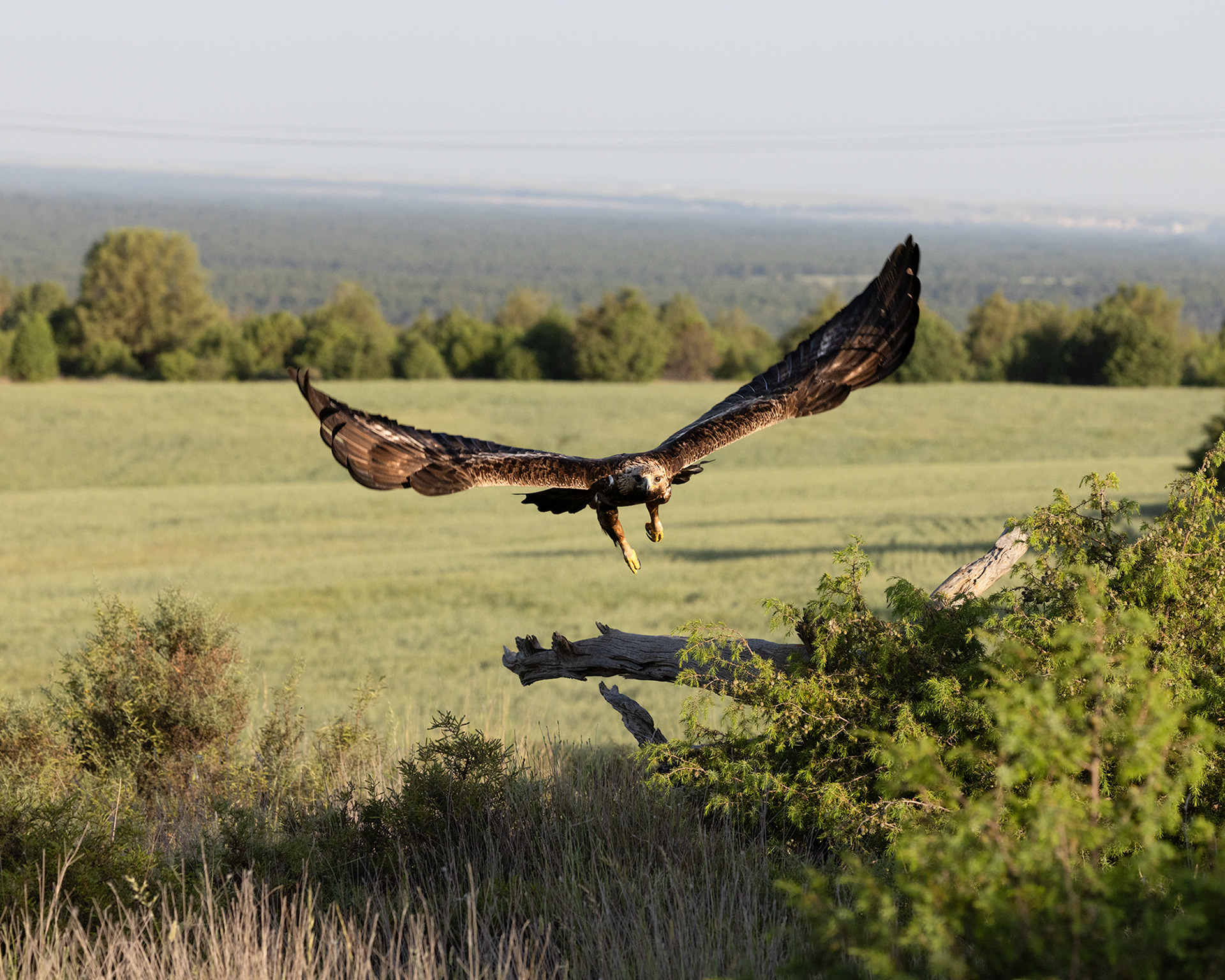 Golden Eagle