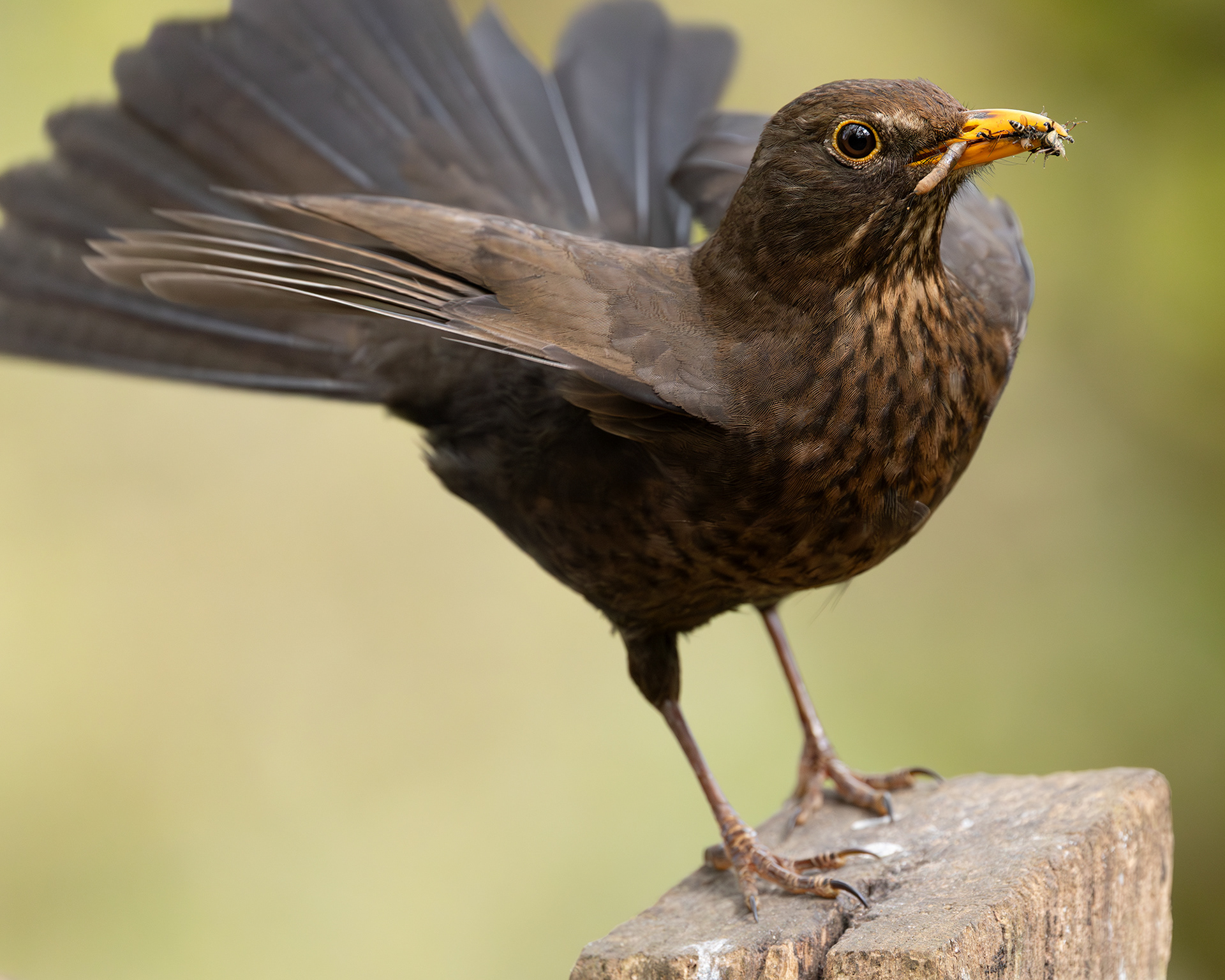 Blackbird (female)