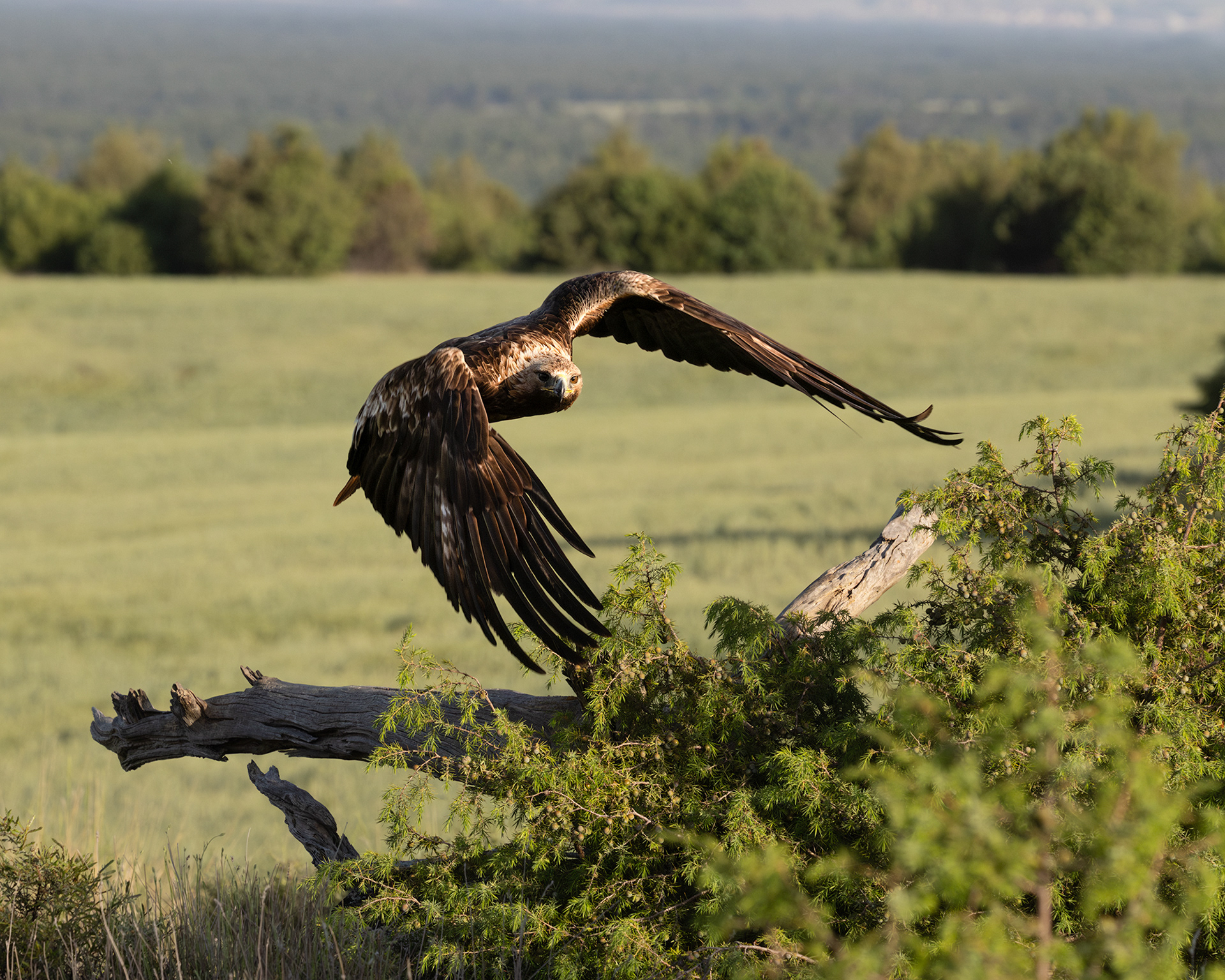 Golden Eagle