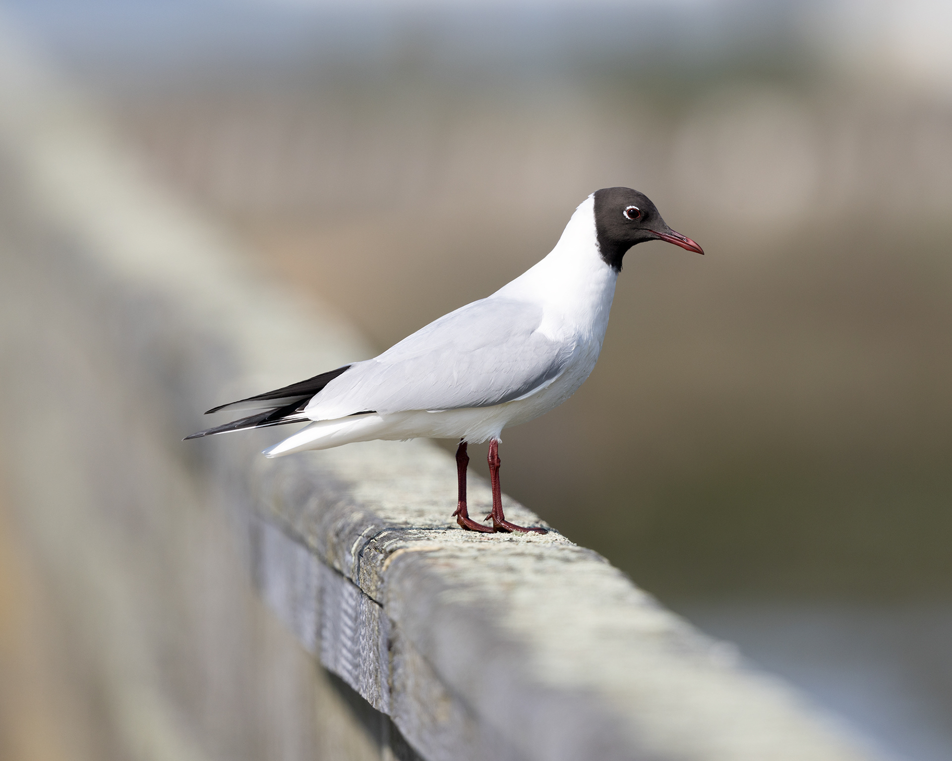 Black-headed Gull