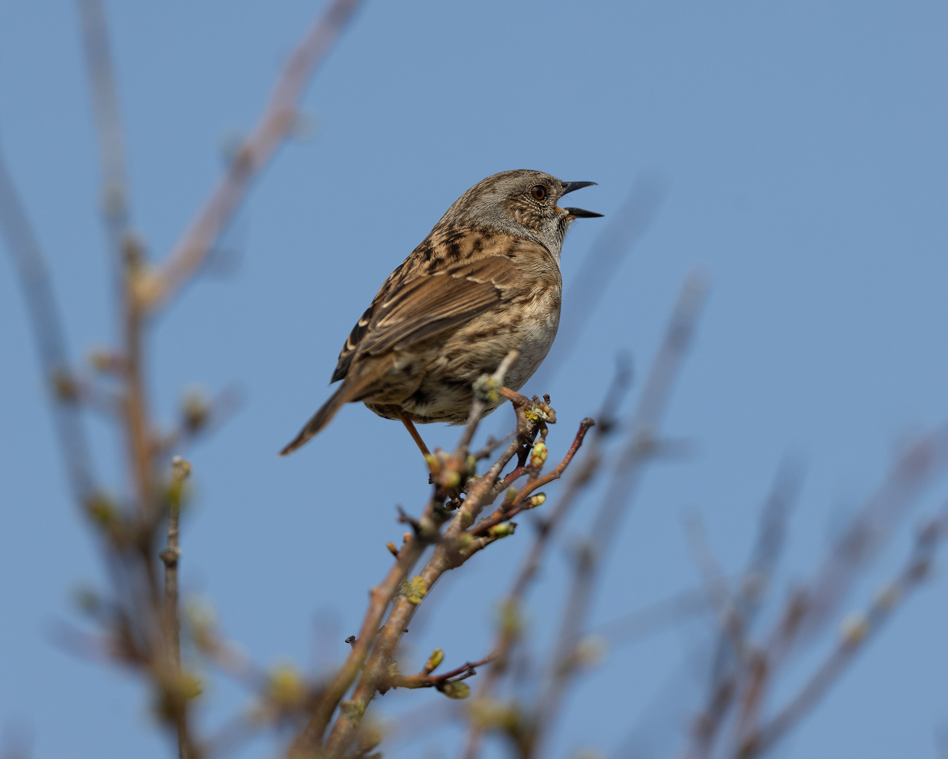 Dunnock