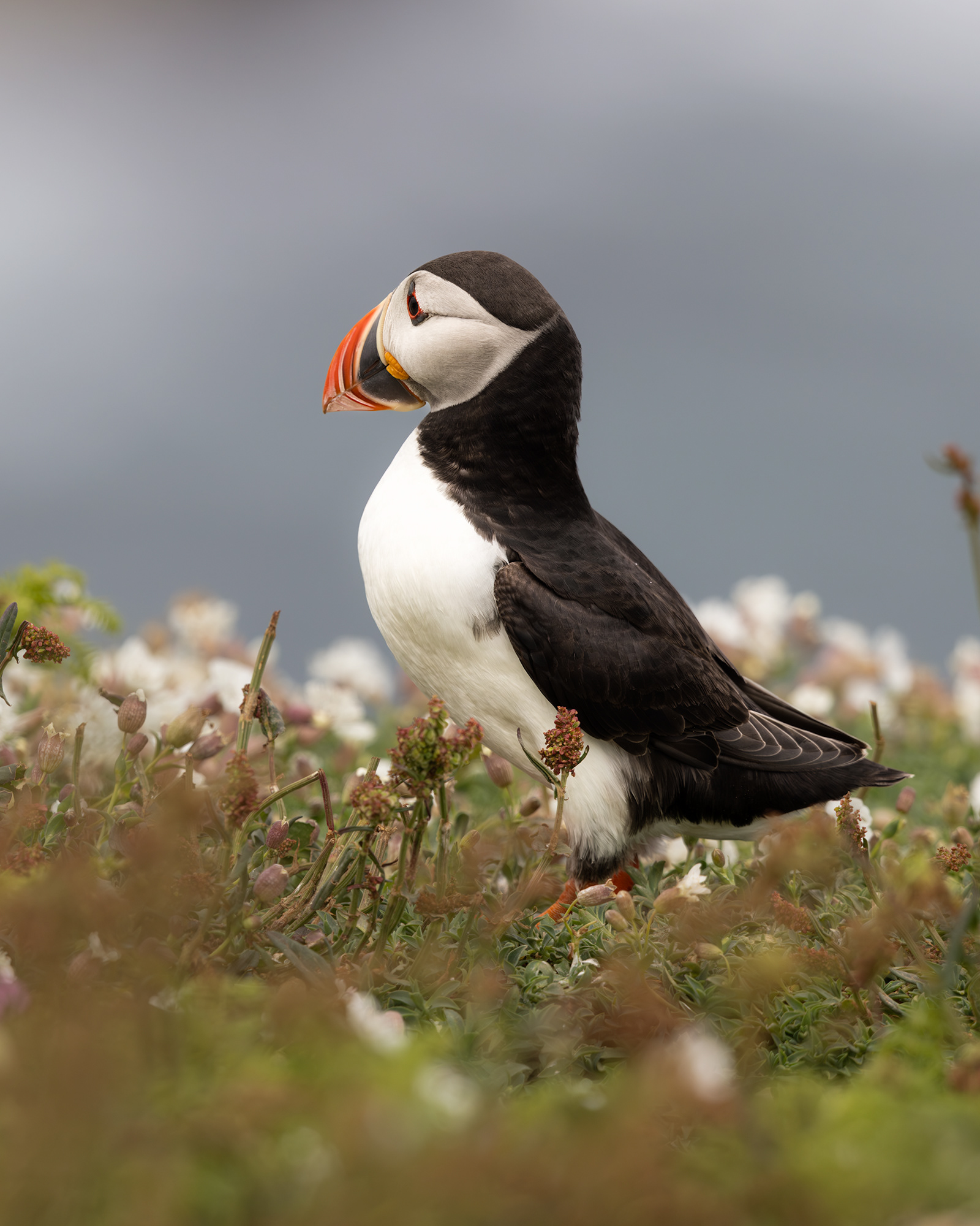 Atlantic Puffin