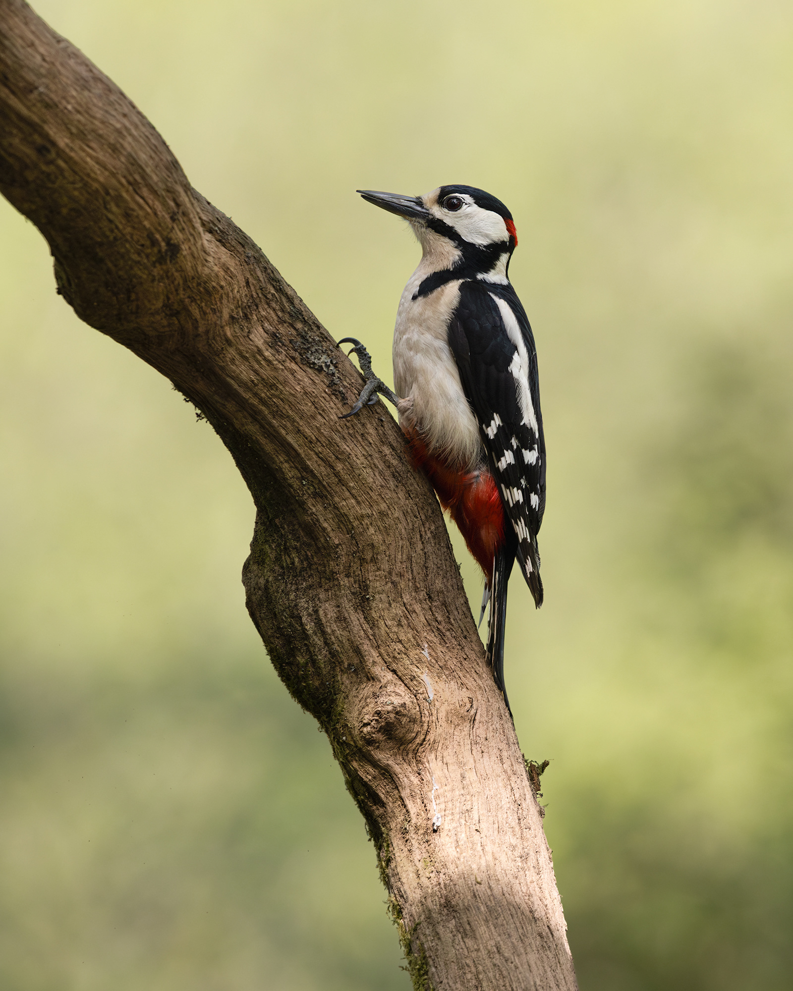 Great Spotted Woodpecker