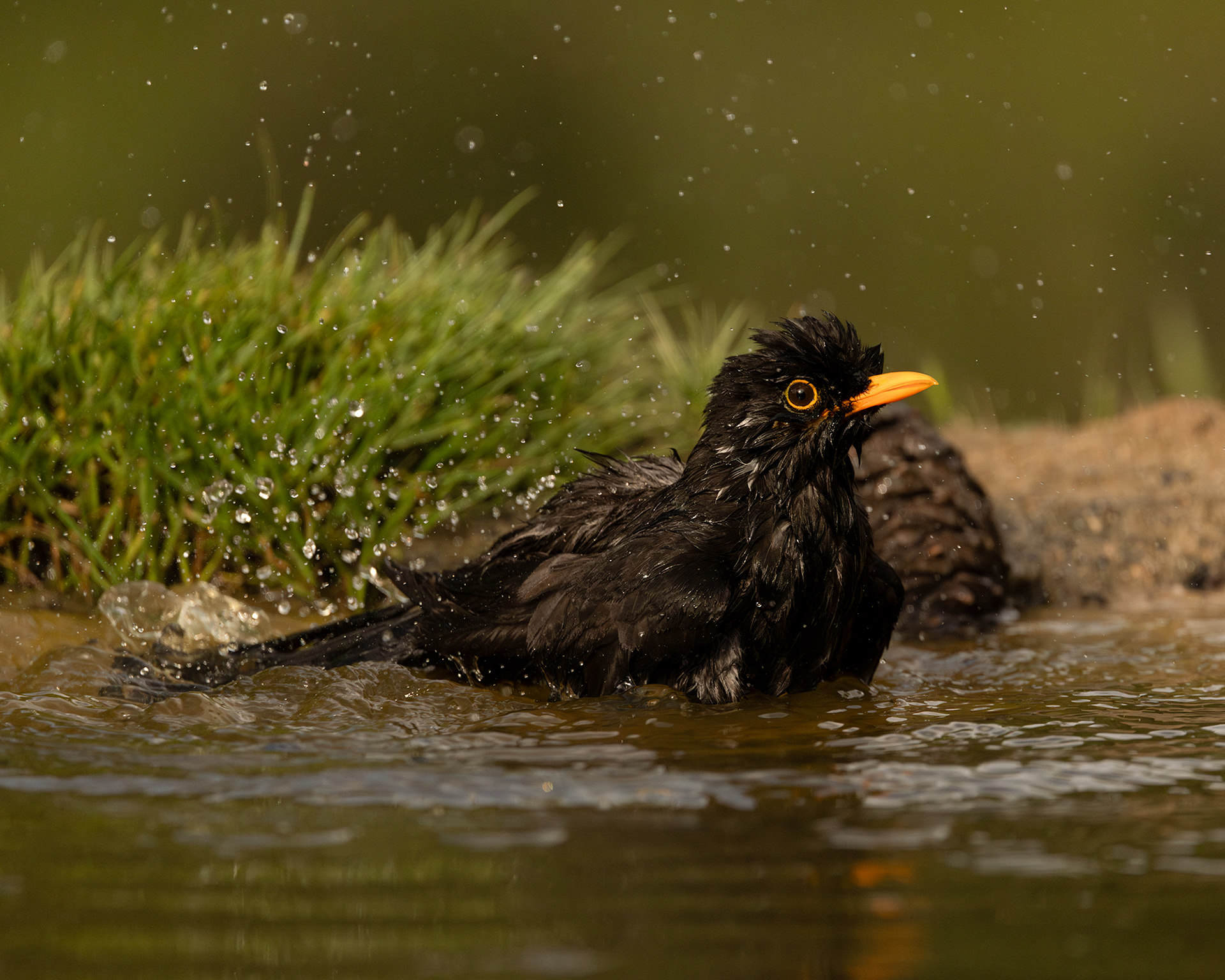 European Blackbird