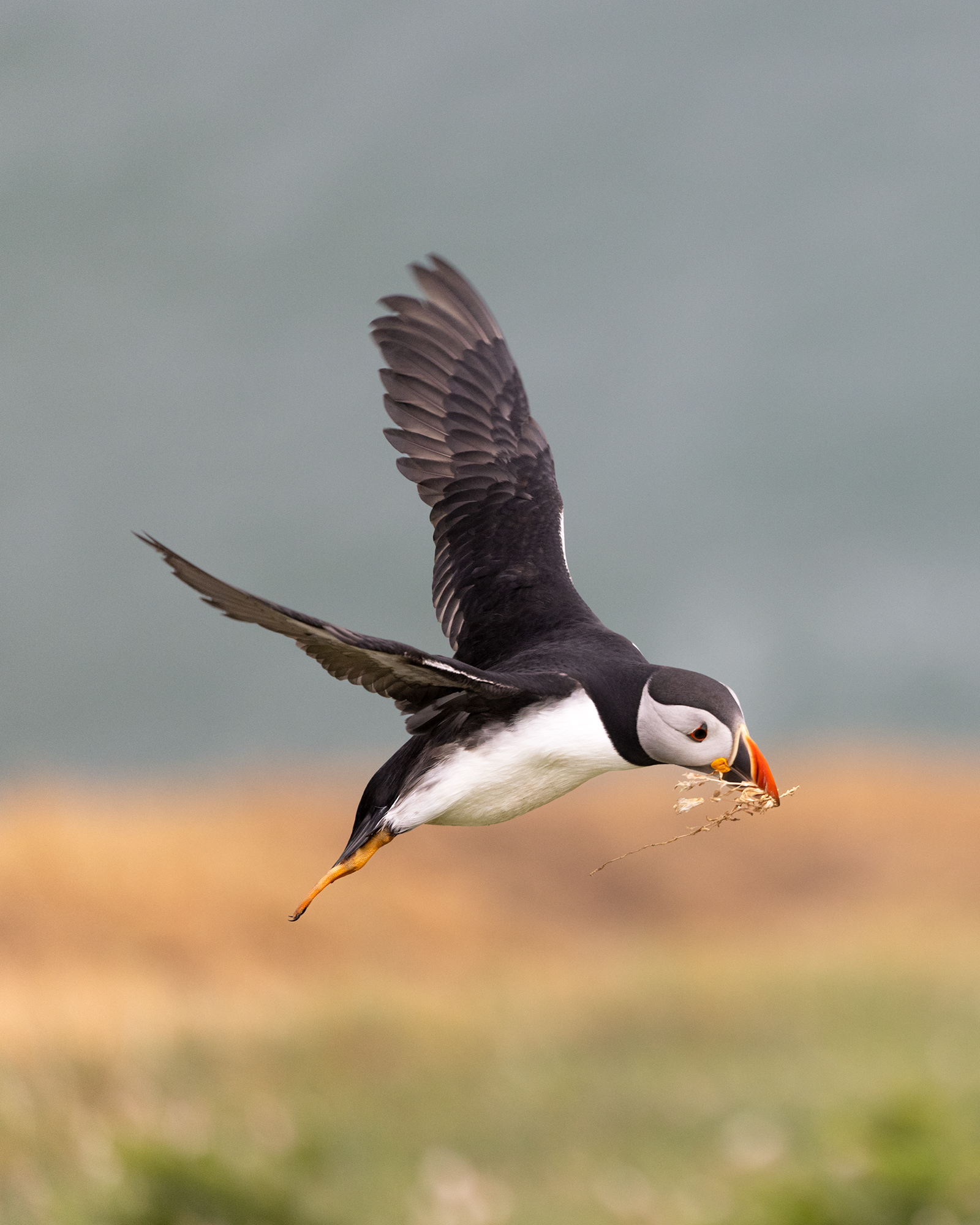 Atlantic Puffin