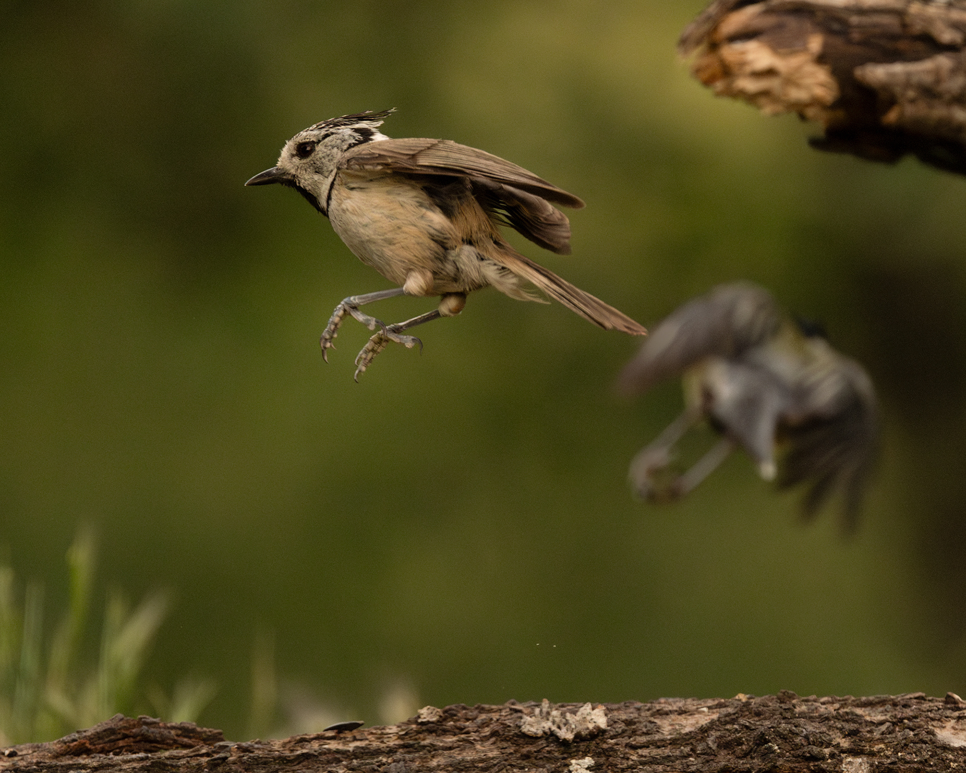 Crested Tit