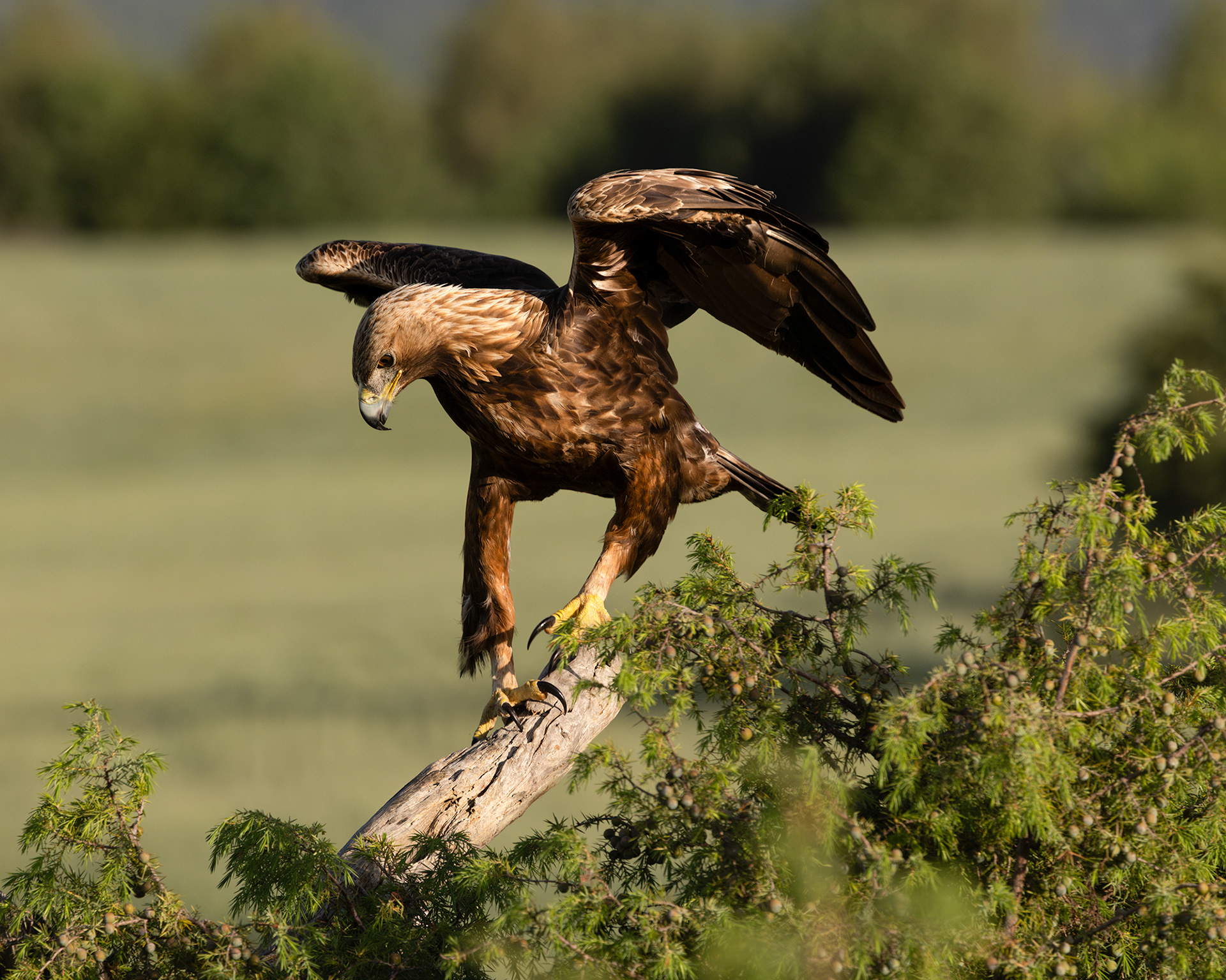 Golden Eagle