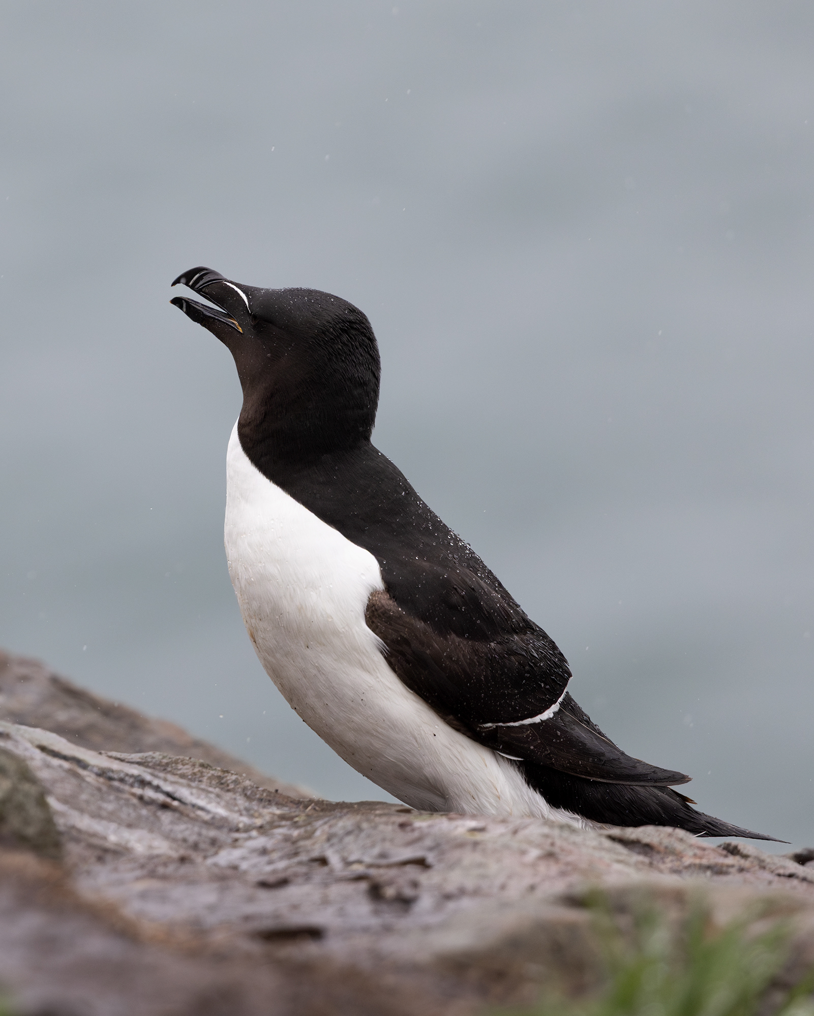 Razorbill