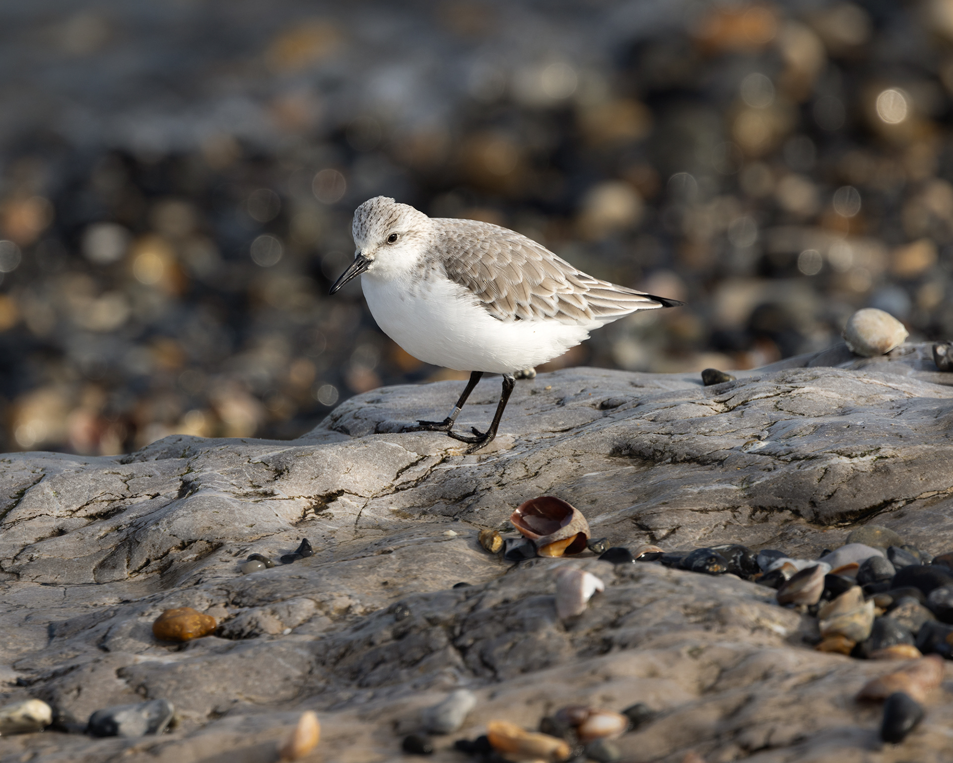 Sanderling