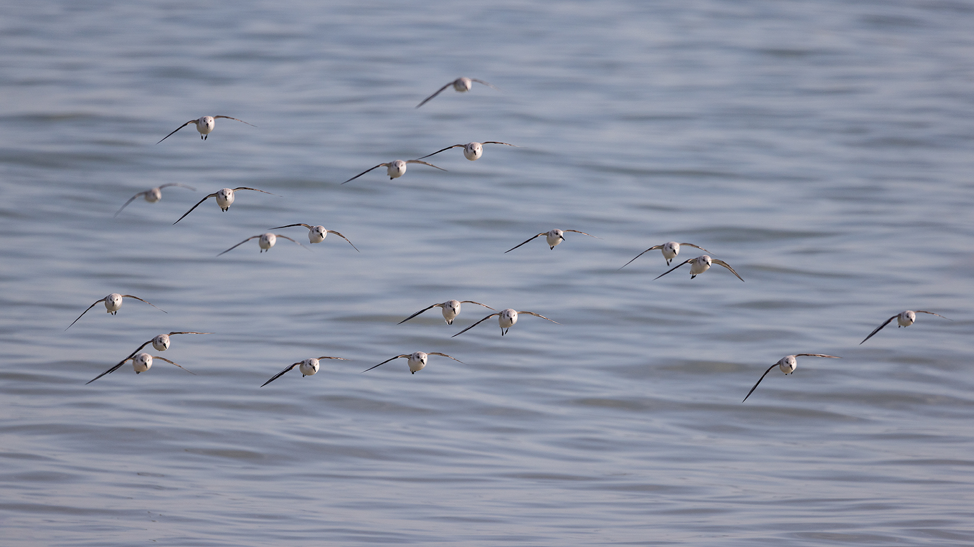 Sanderling