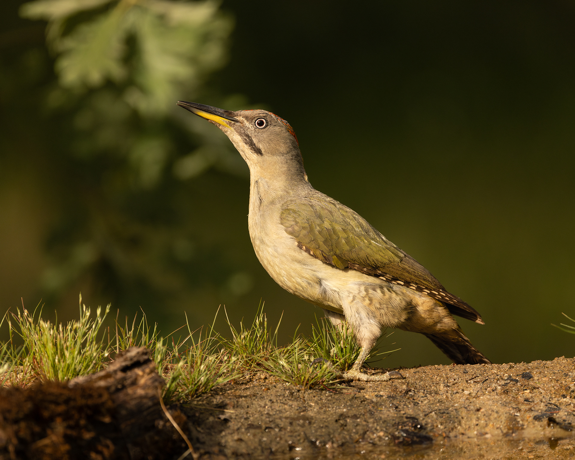 Iberian Green Woodpecker