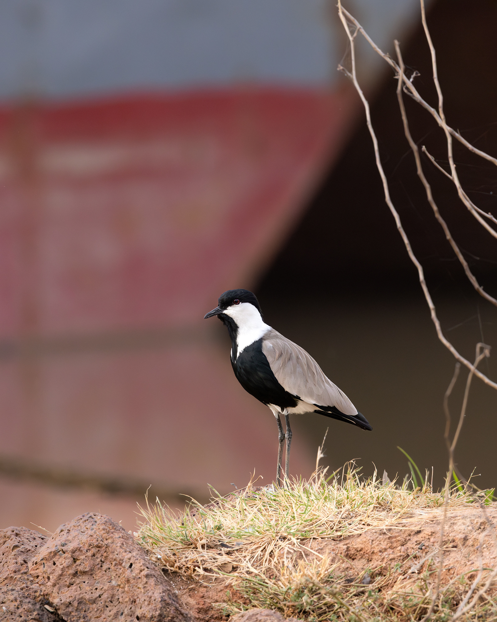 Spur-winged Lapwing