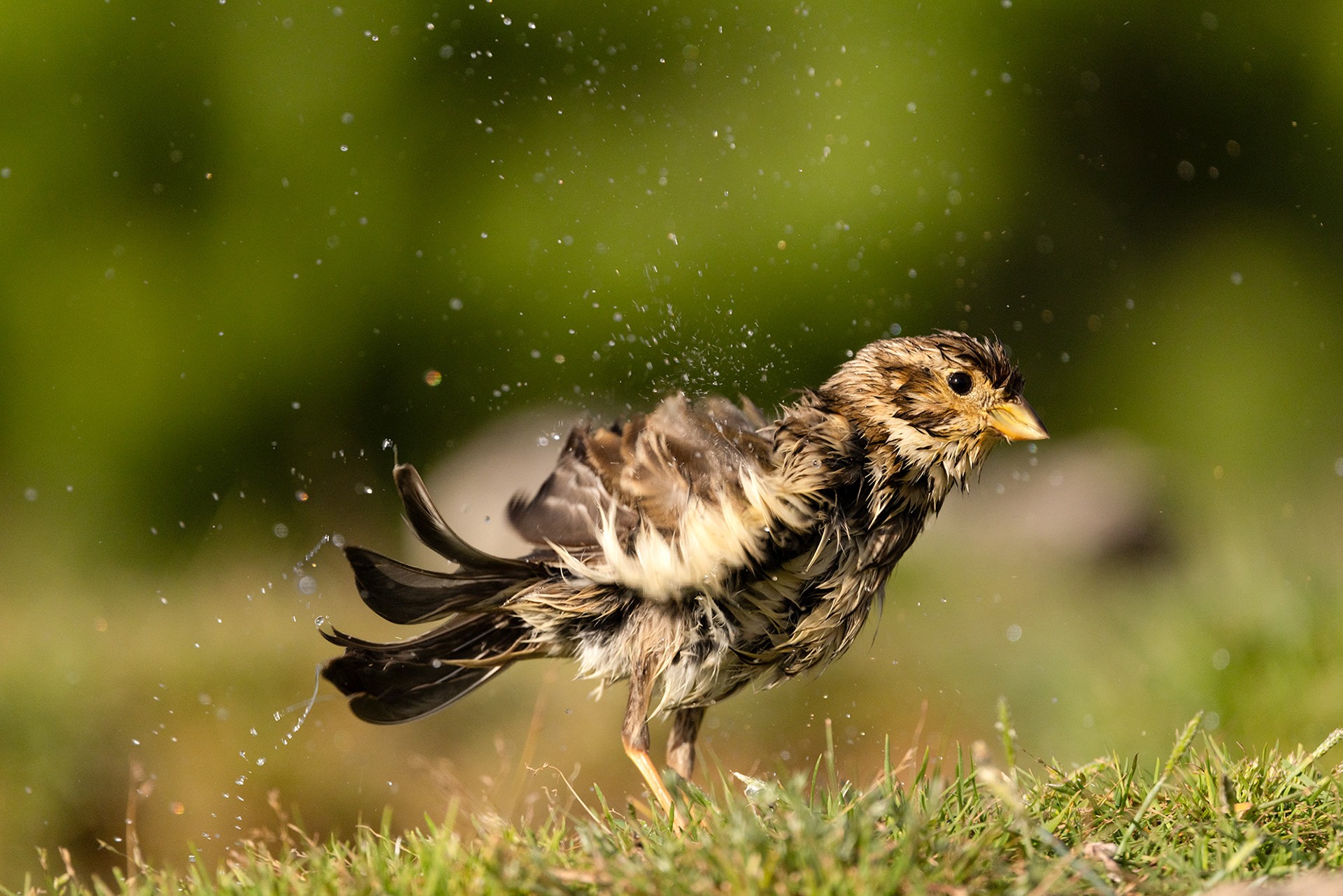 Corn Bunting