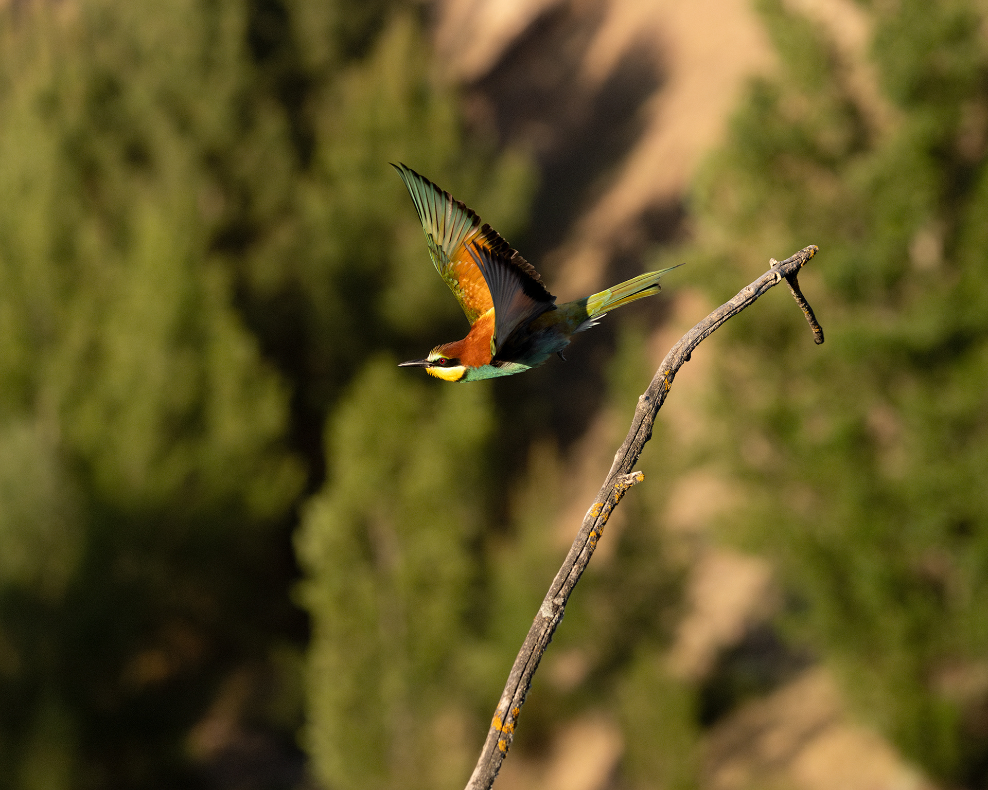 European Bee-eater