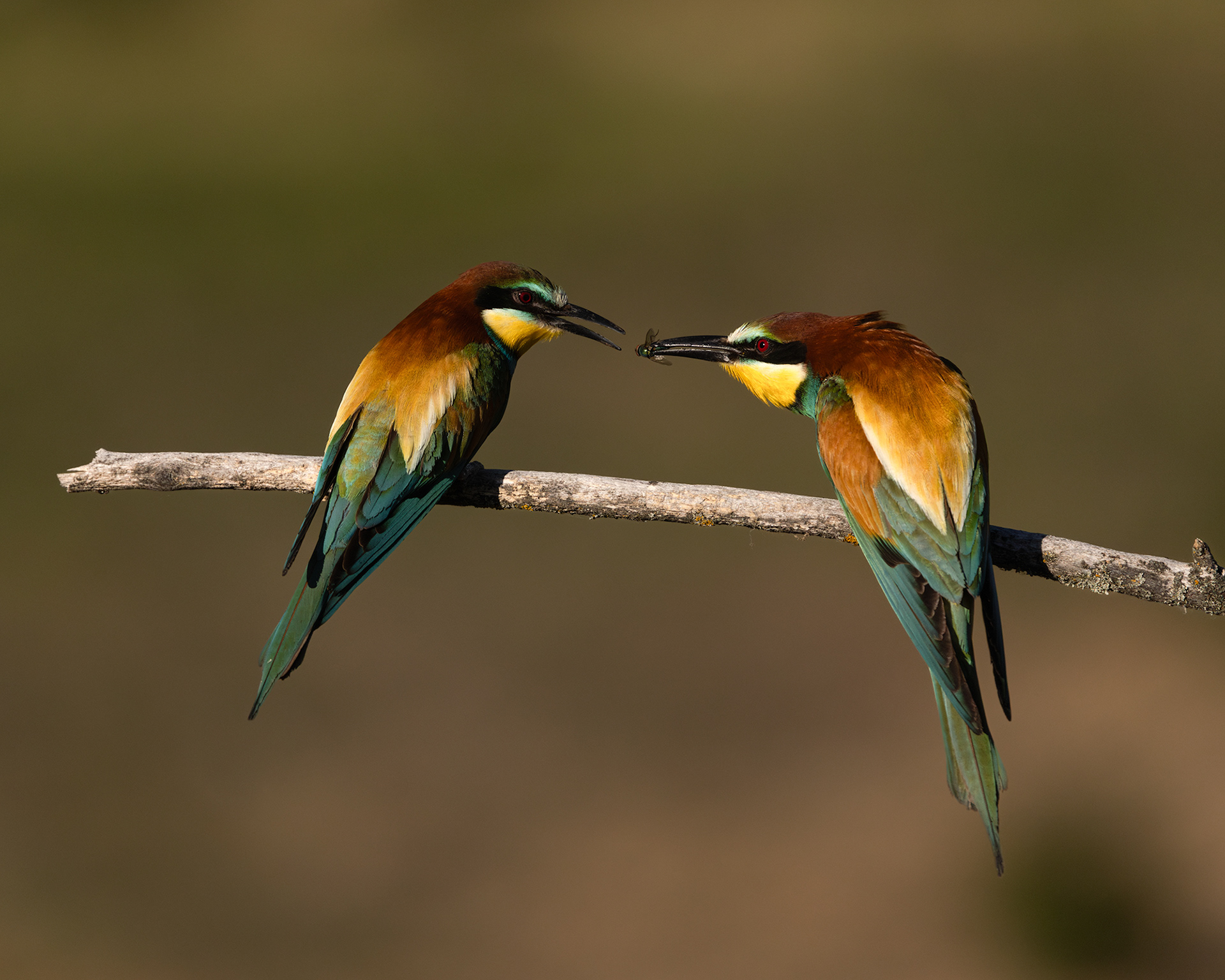 European Bee-eater