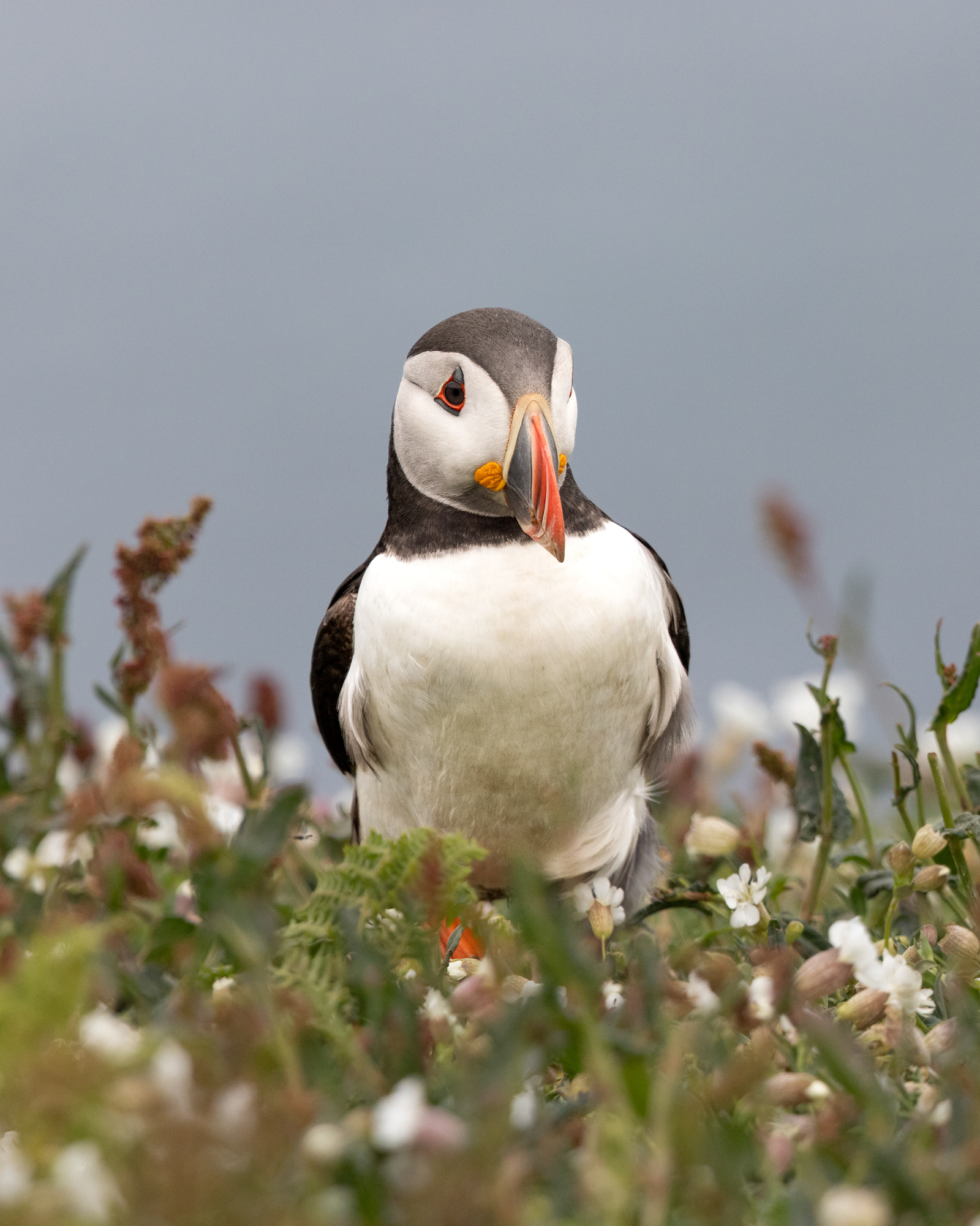 Atlantic Puffin