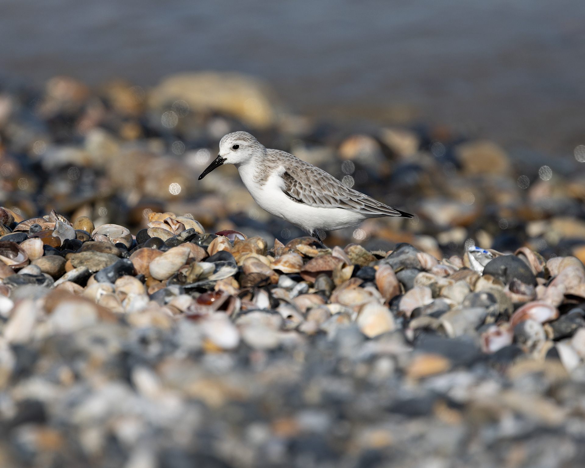 Sanderling