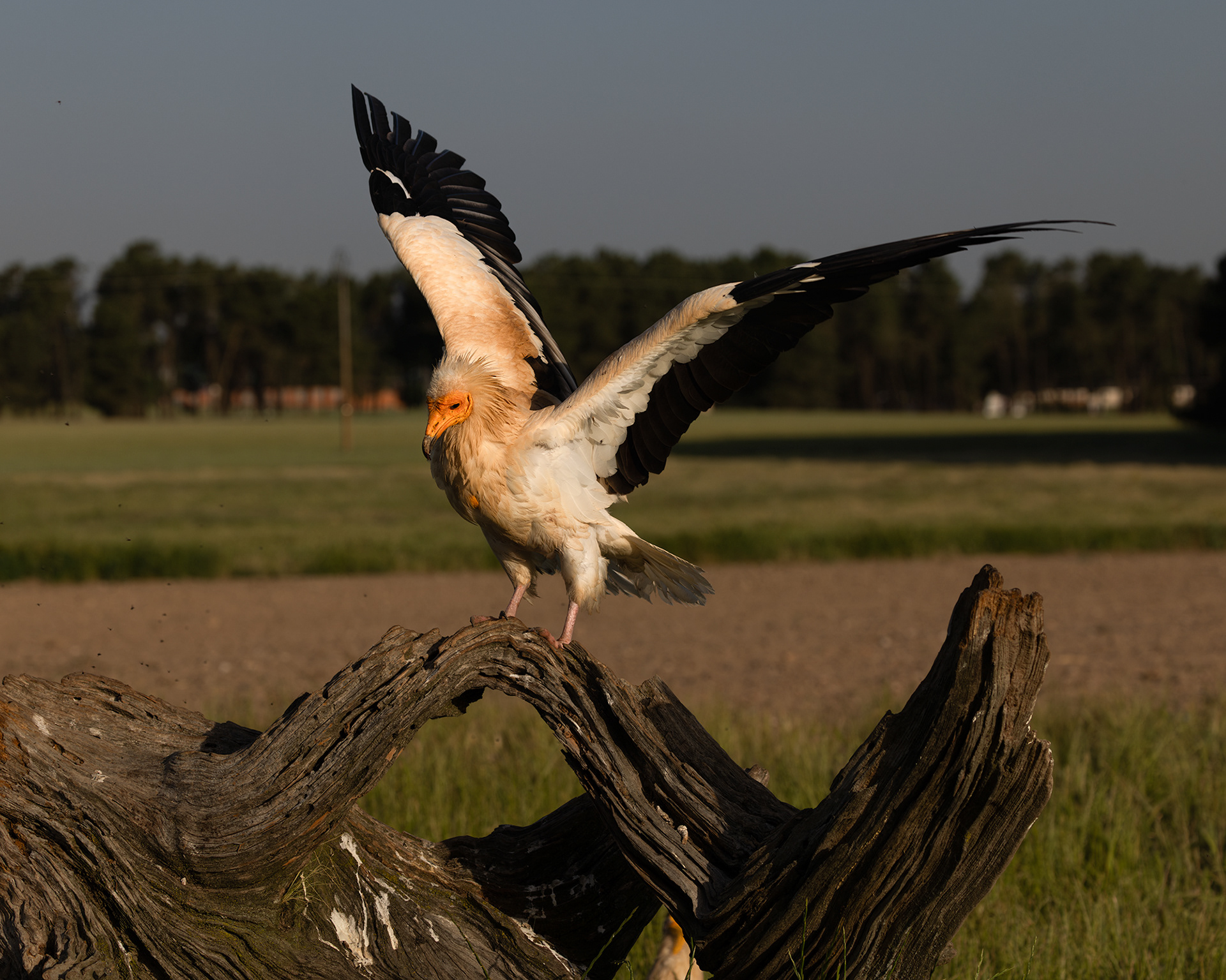 Egyptian Vulture