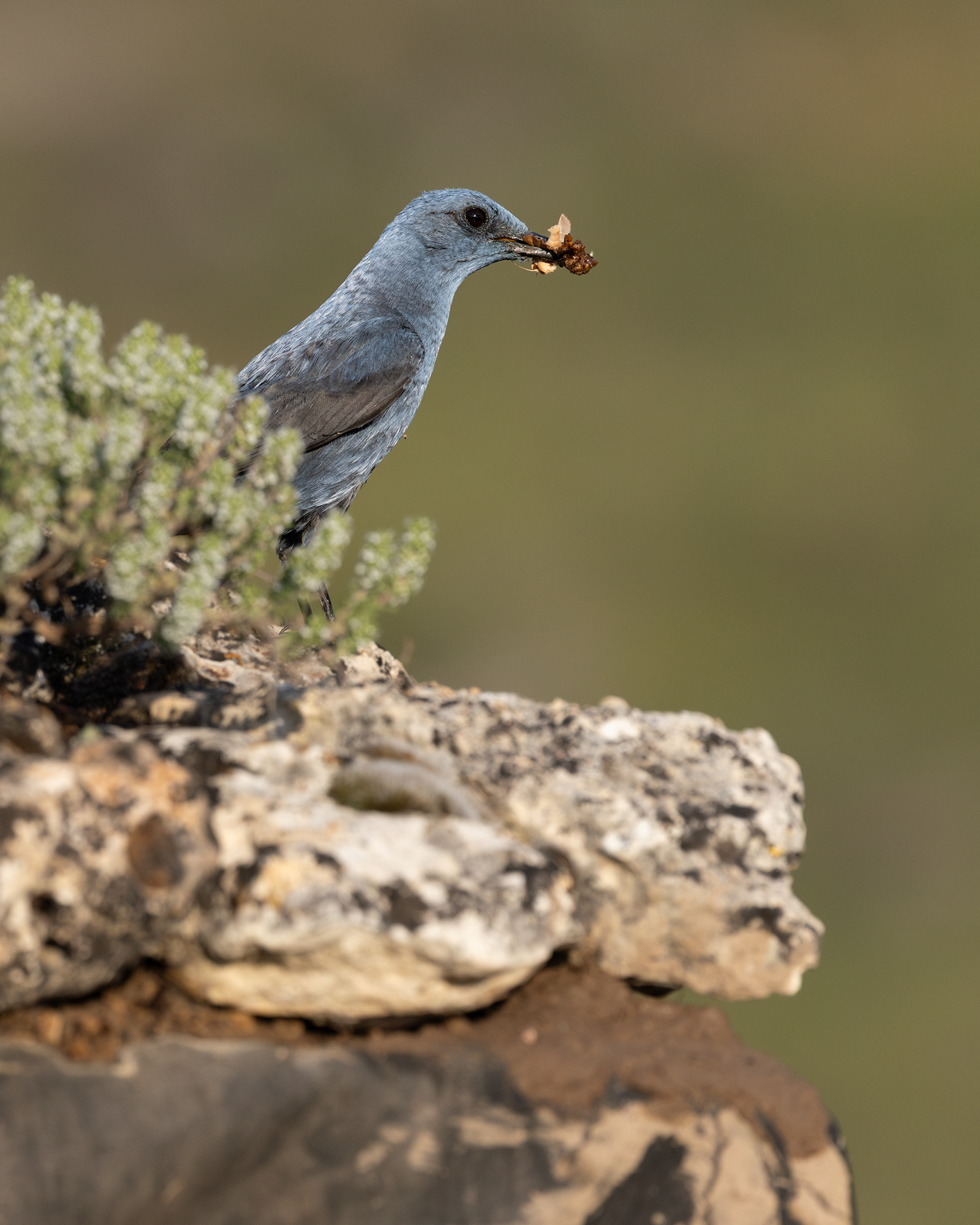 Blue Rock Thrush