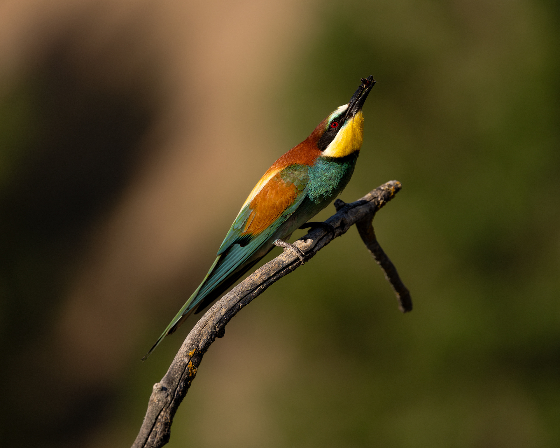 European Bee-eater