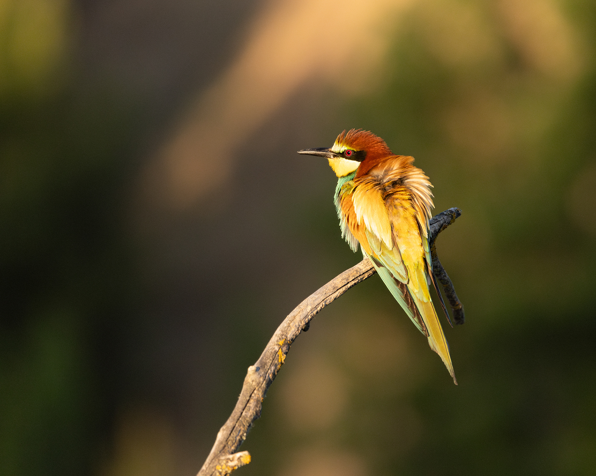 European Bee-eater
