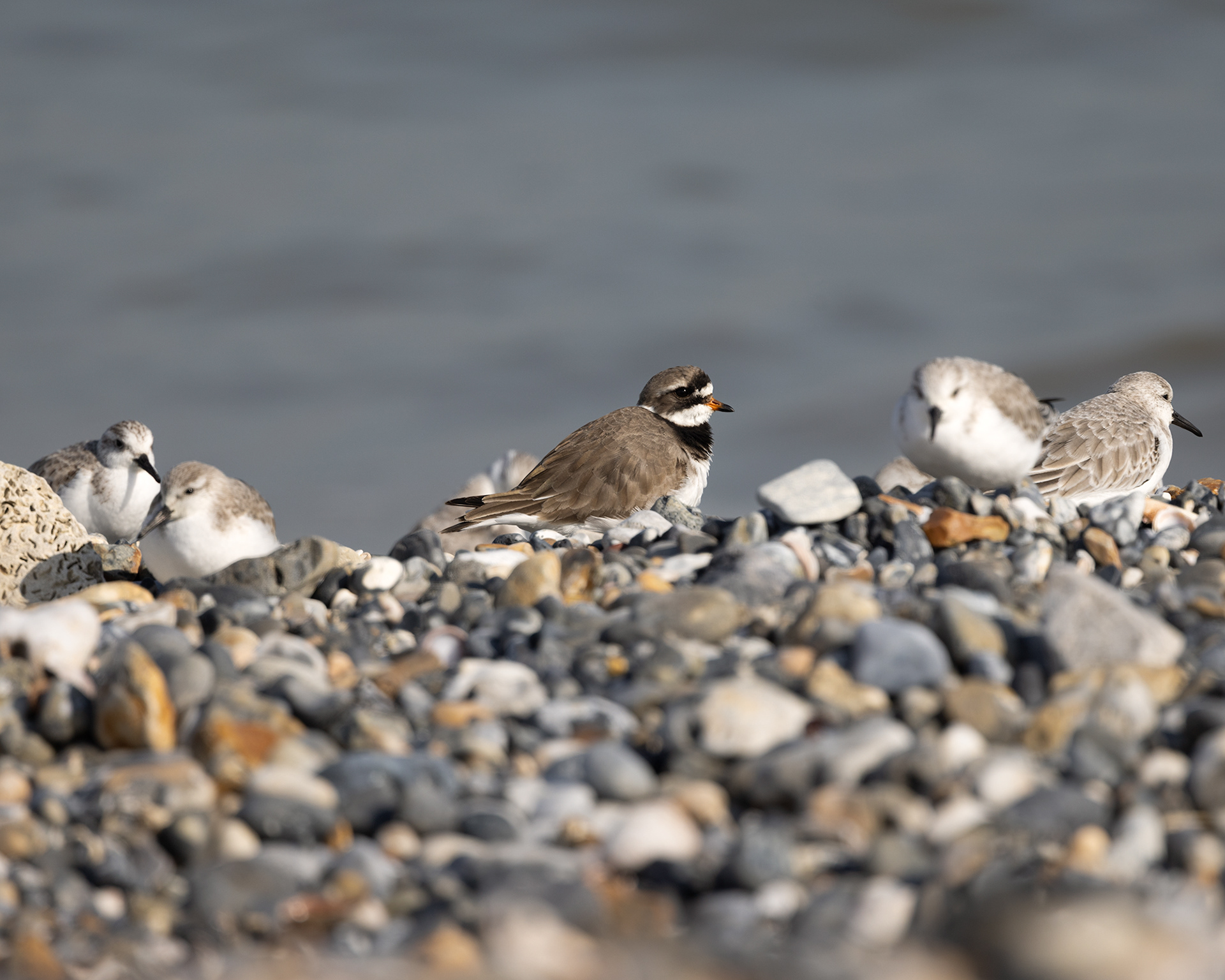 Ringed Plover and Sanderling