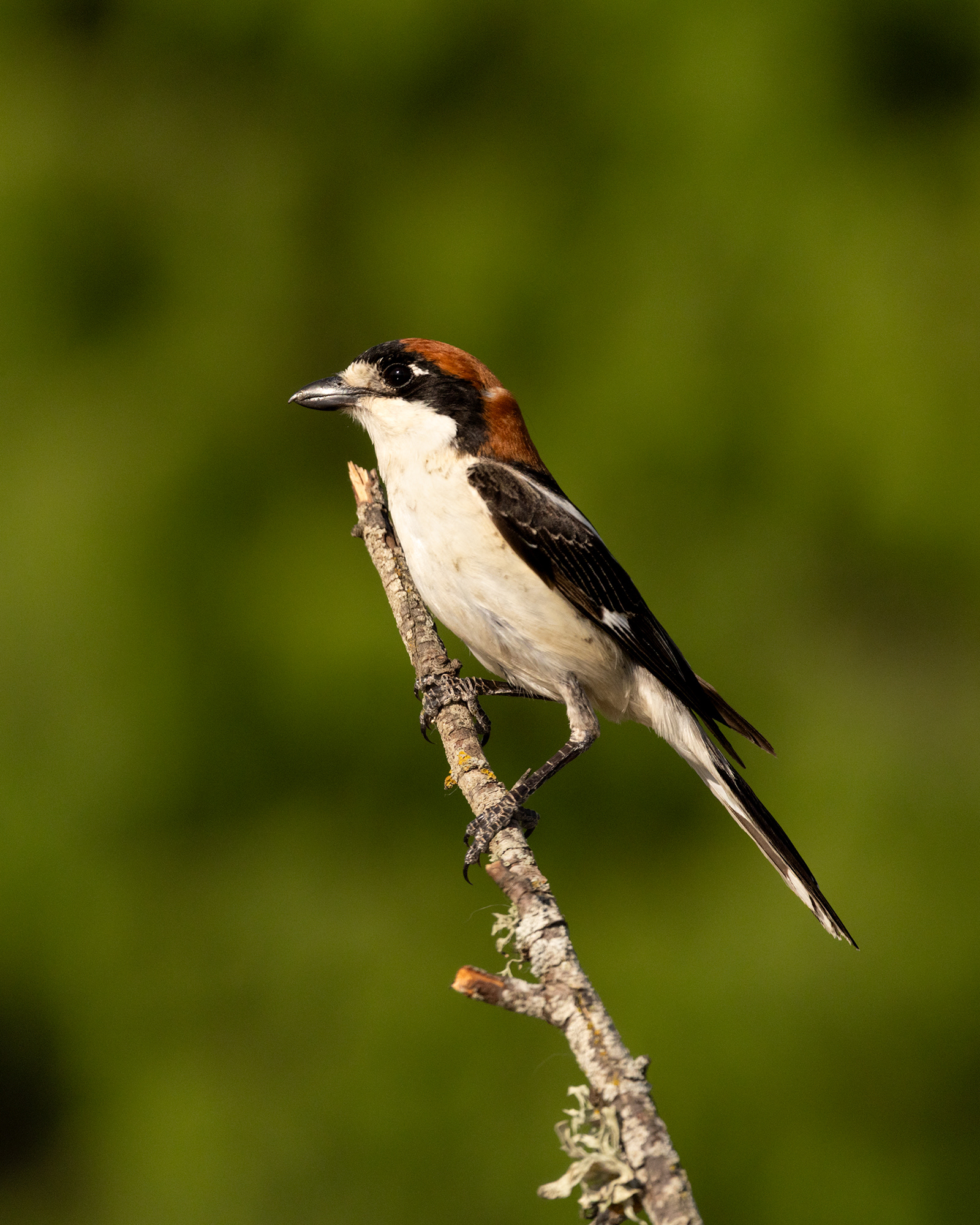 Woodchat Shrike