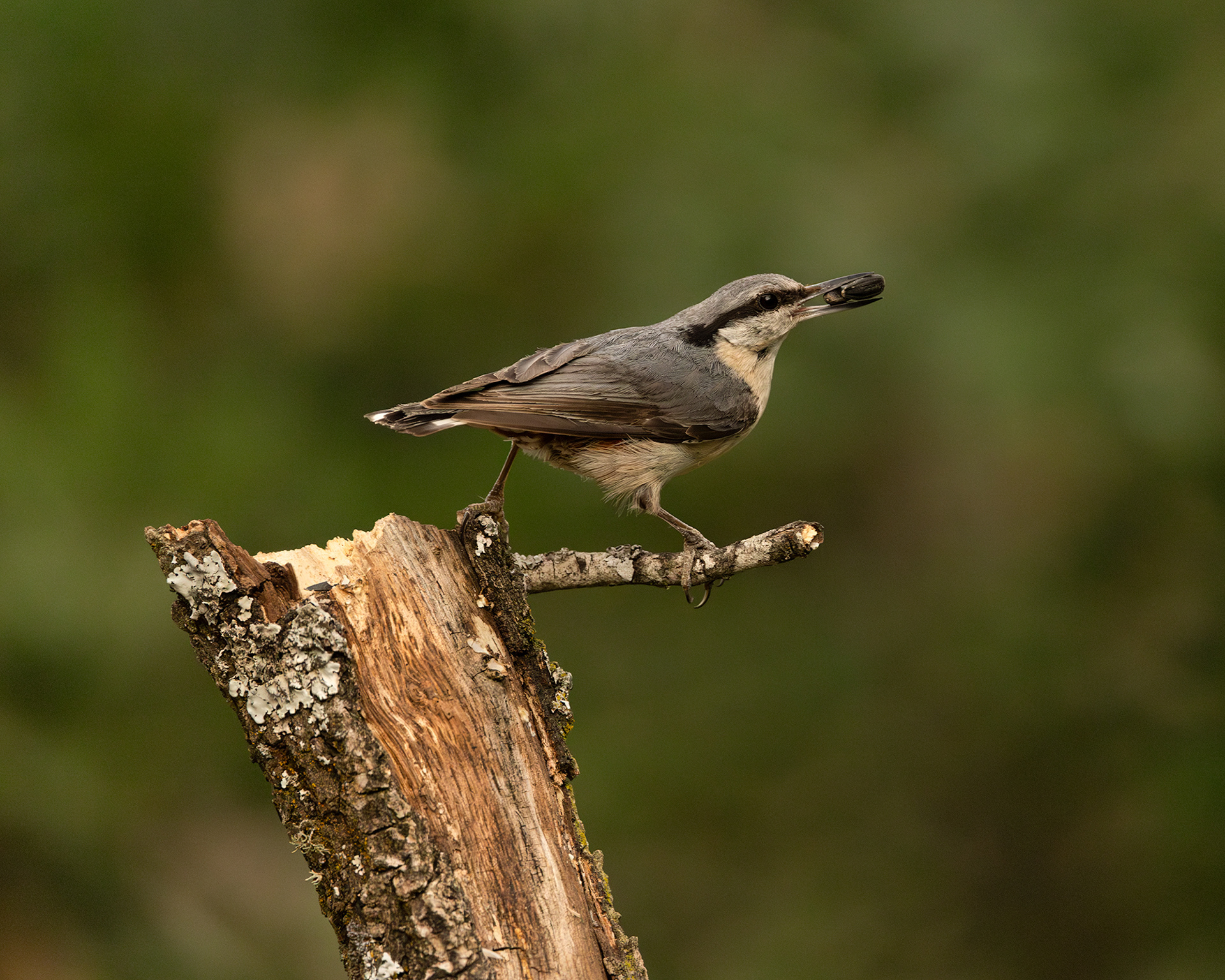 Nuthatch