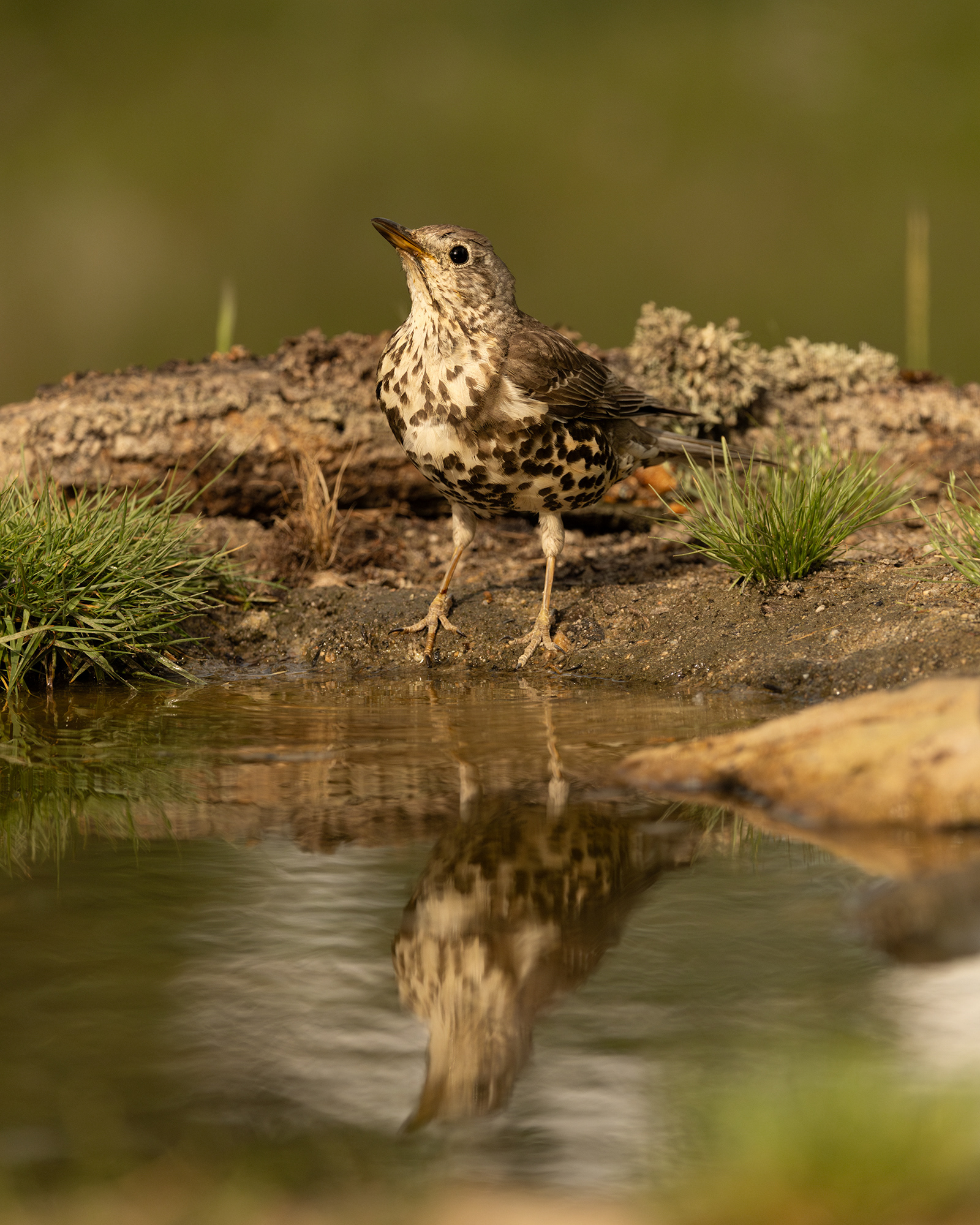 Song Thrush