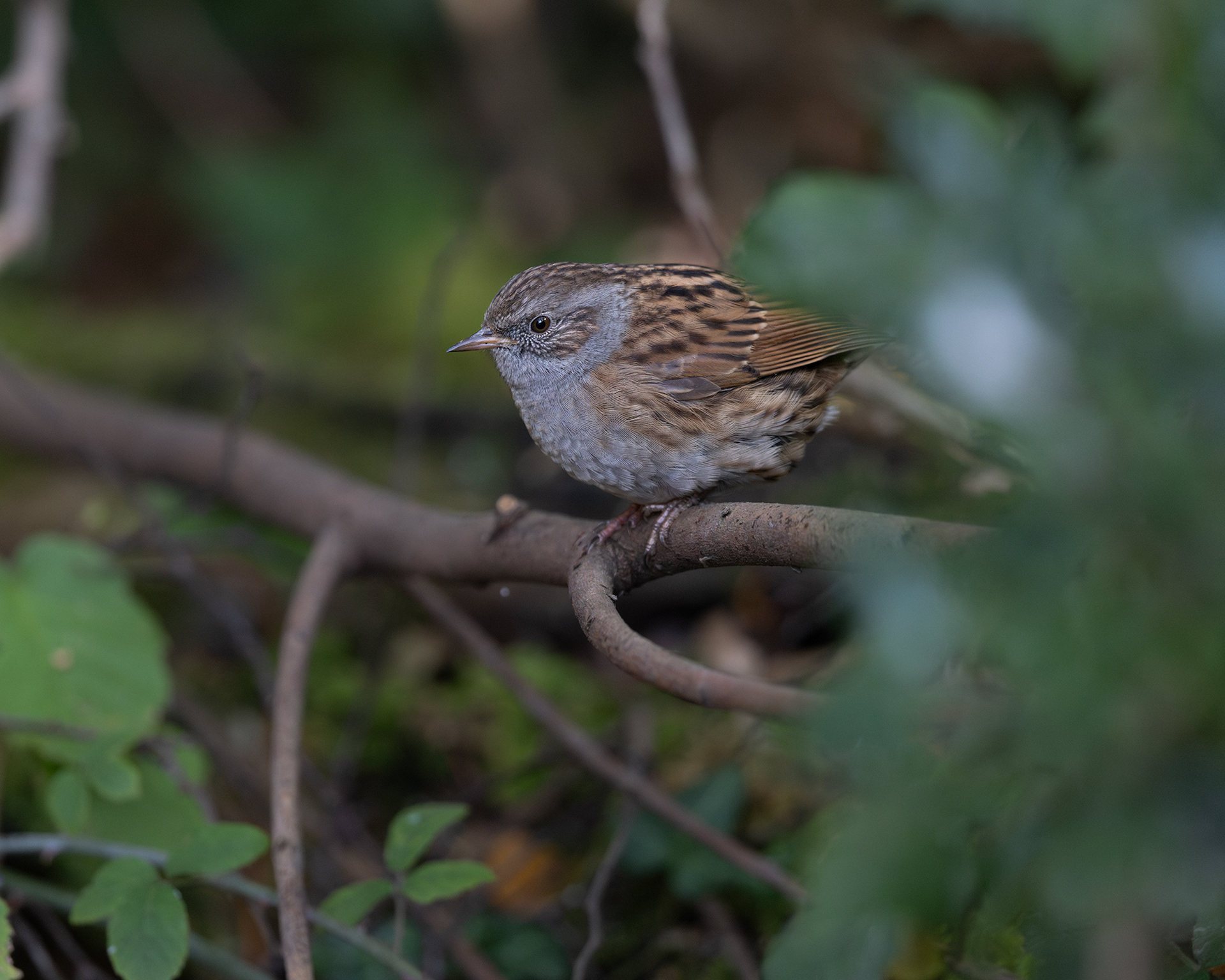 Dunnock