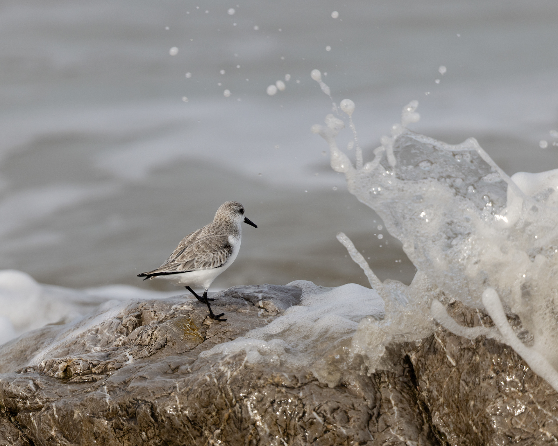 Sanderling