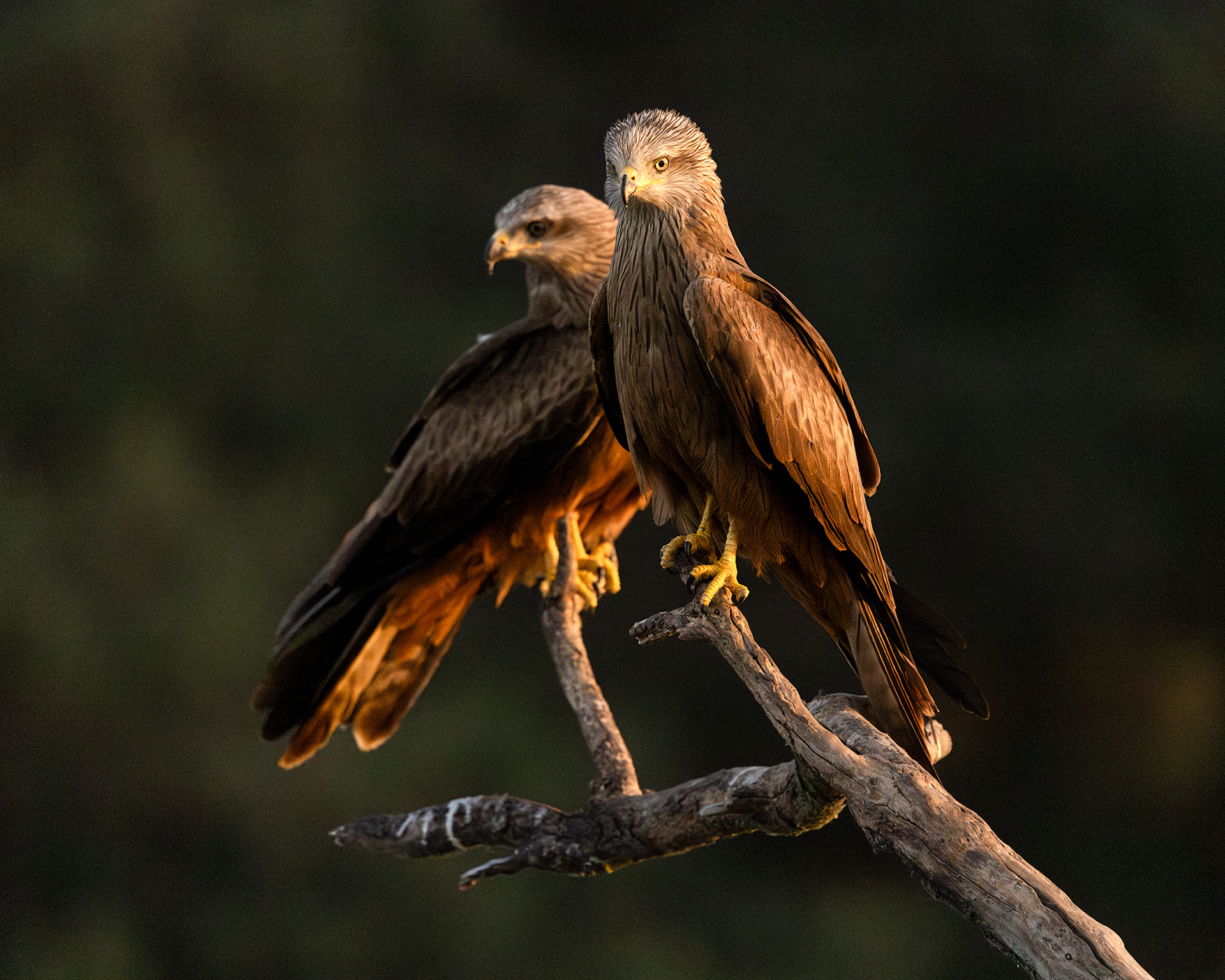 Black Kites