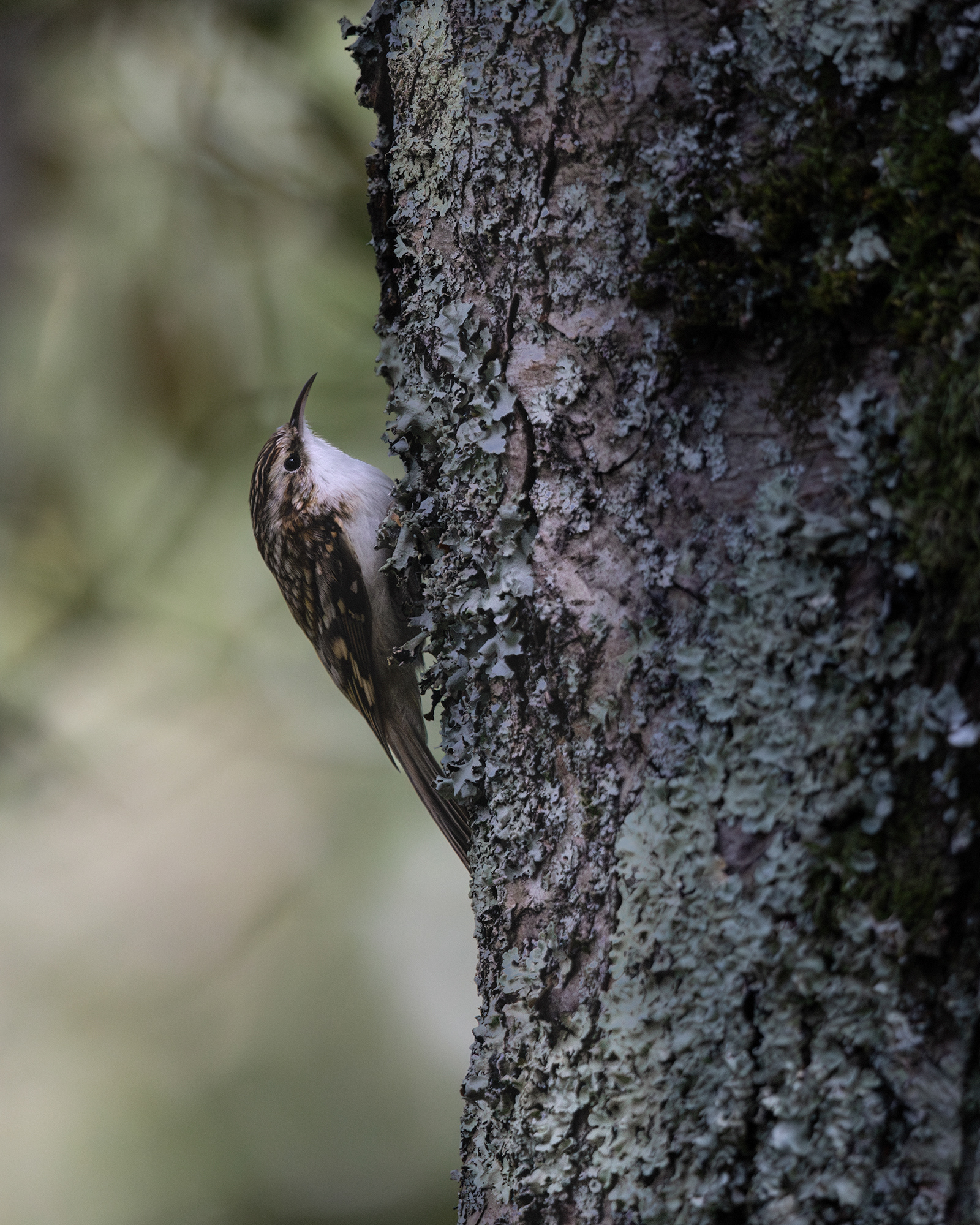 Treecreeper