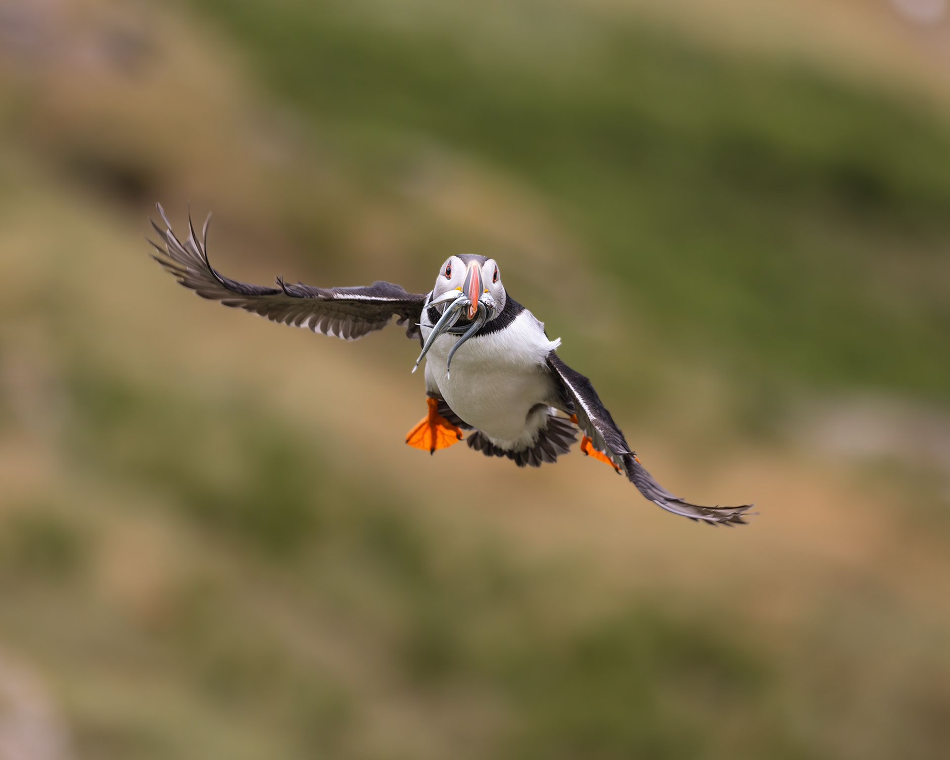 Atlantic Puffin with sandeels