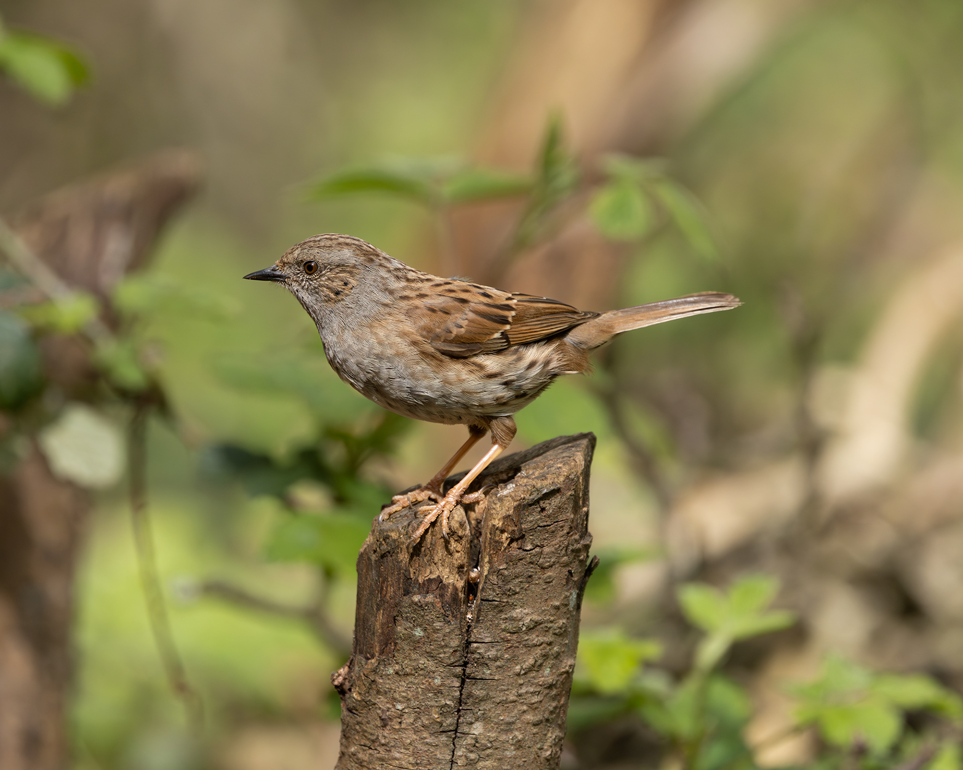 Dunnock