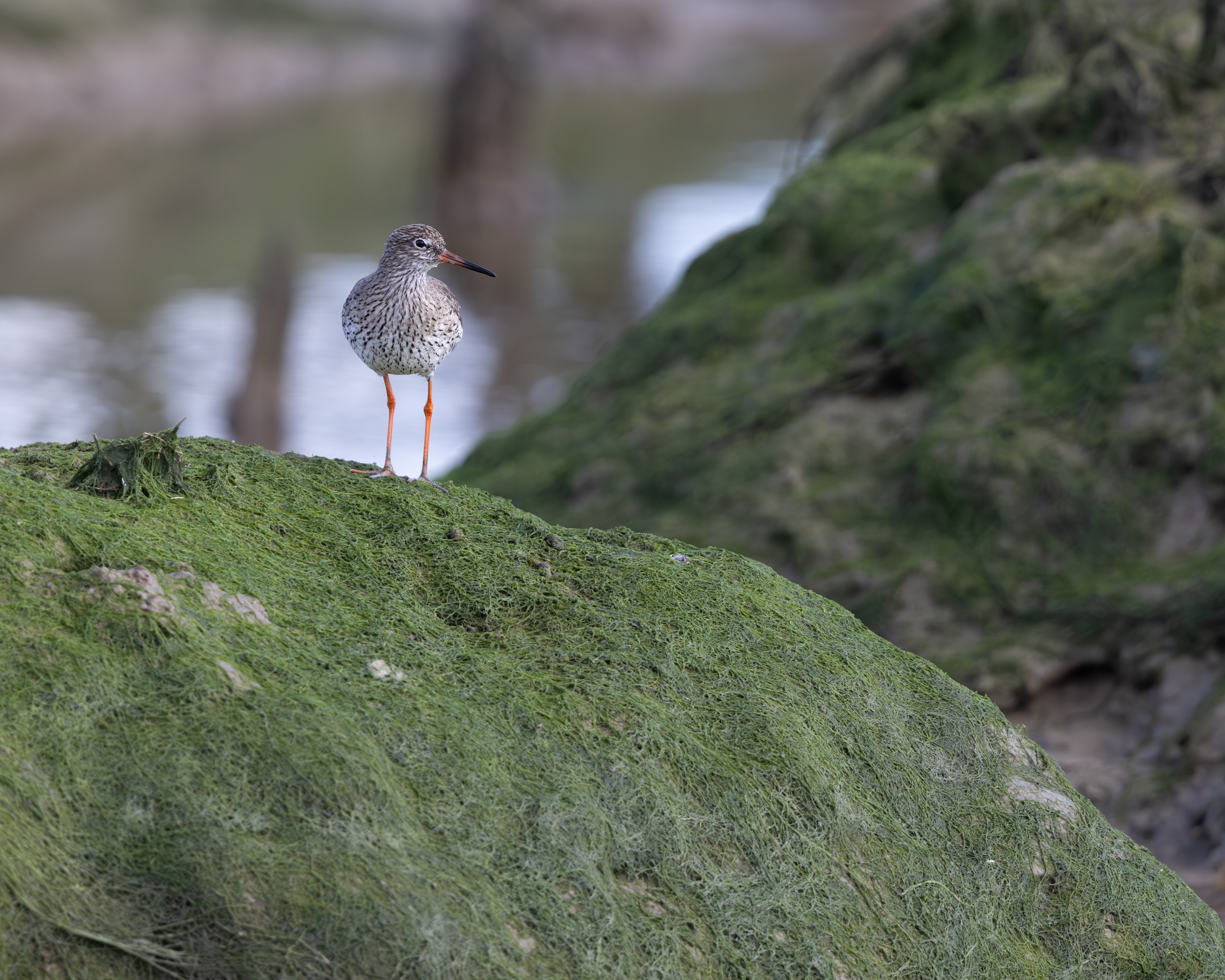 Redshank