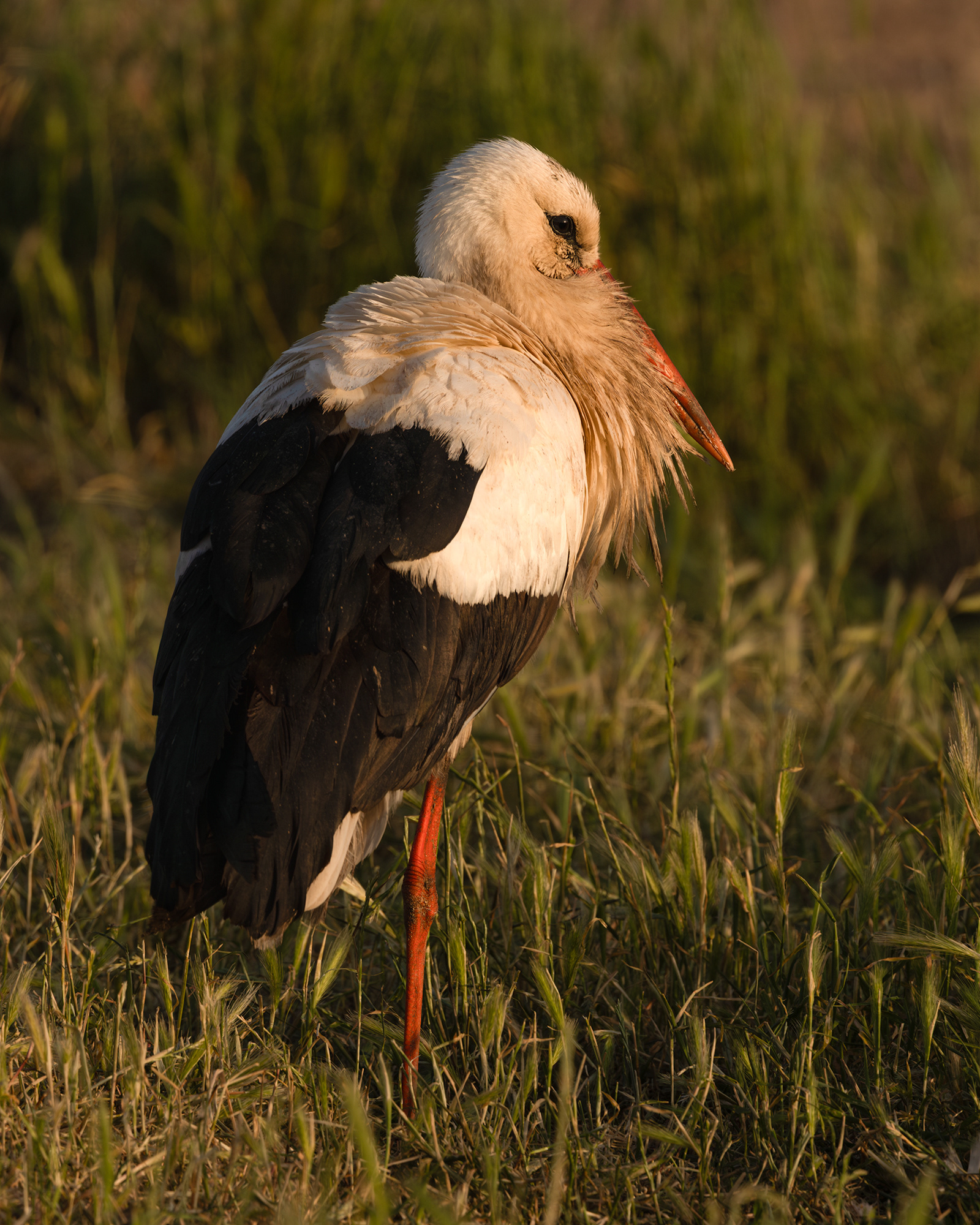 White Stork