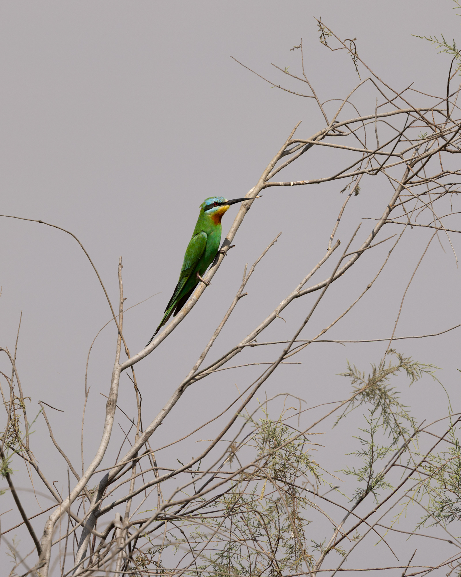 Blue-cheeked Bee-eater