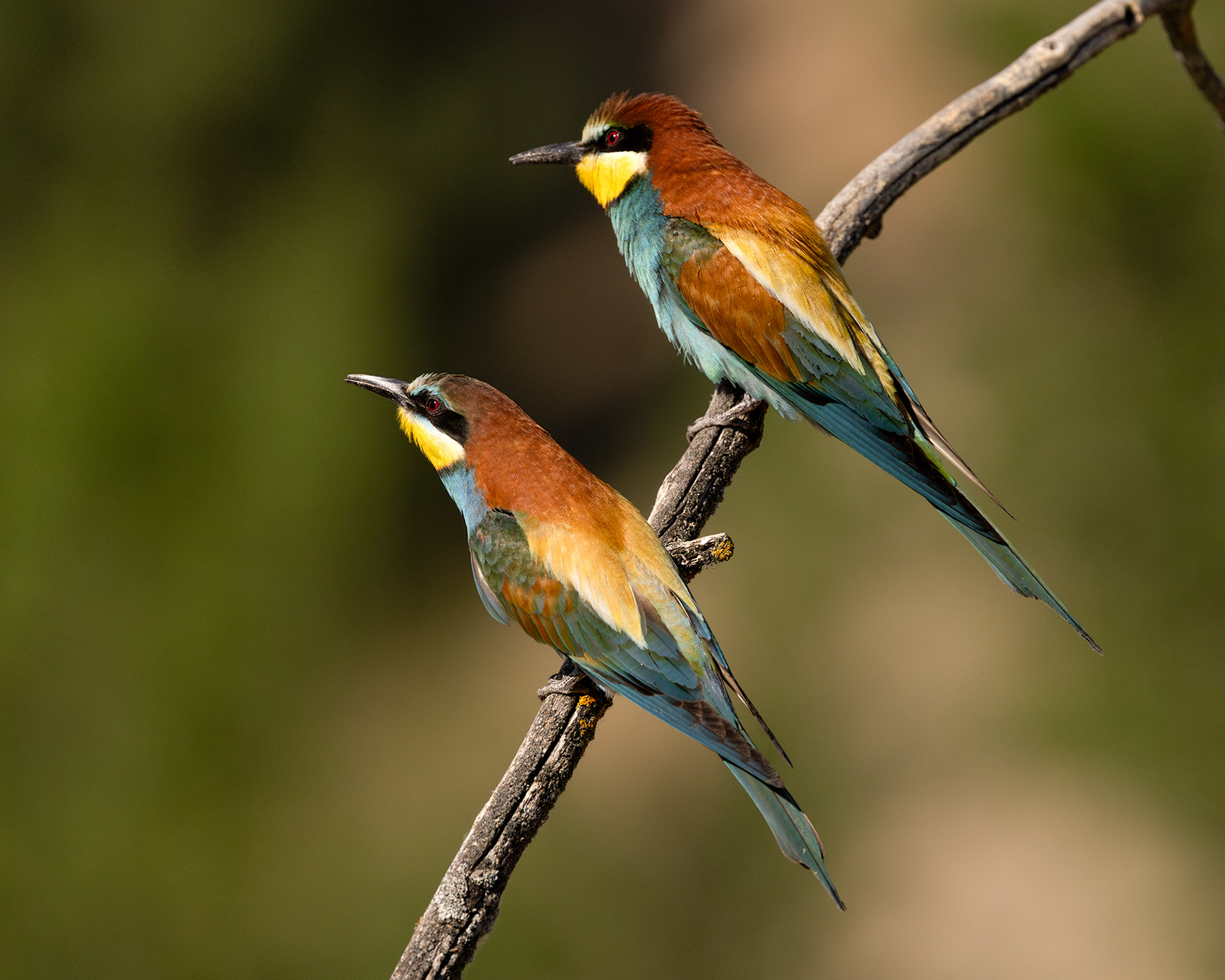 European Bee-eater