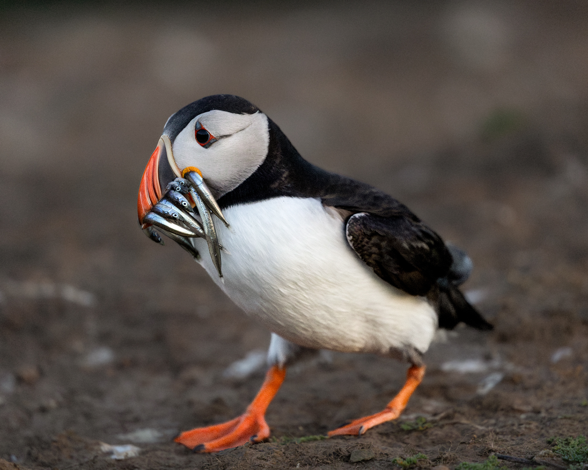 Atlantic Puffin