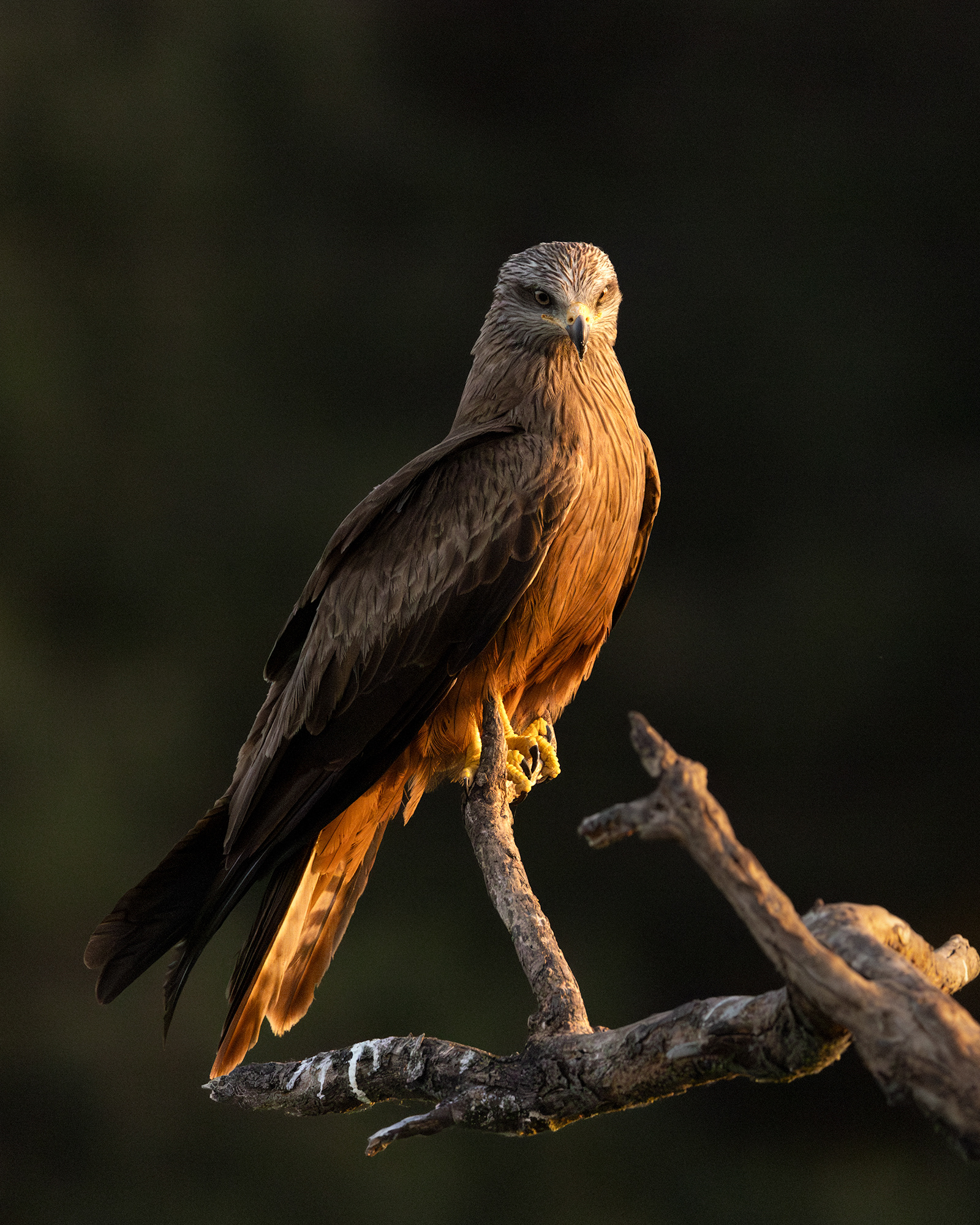 Black Kite
