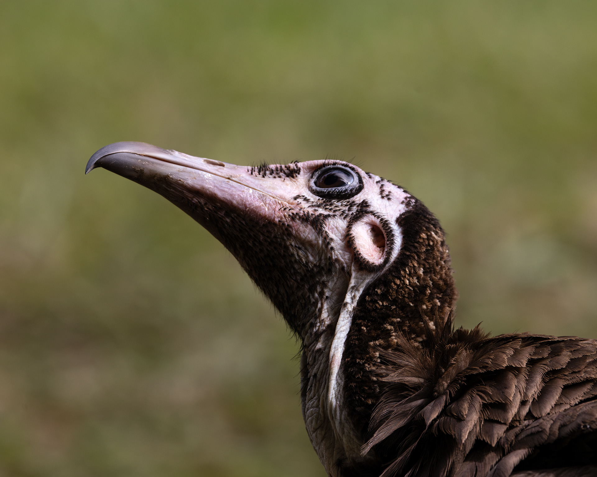 Hooded Vulture