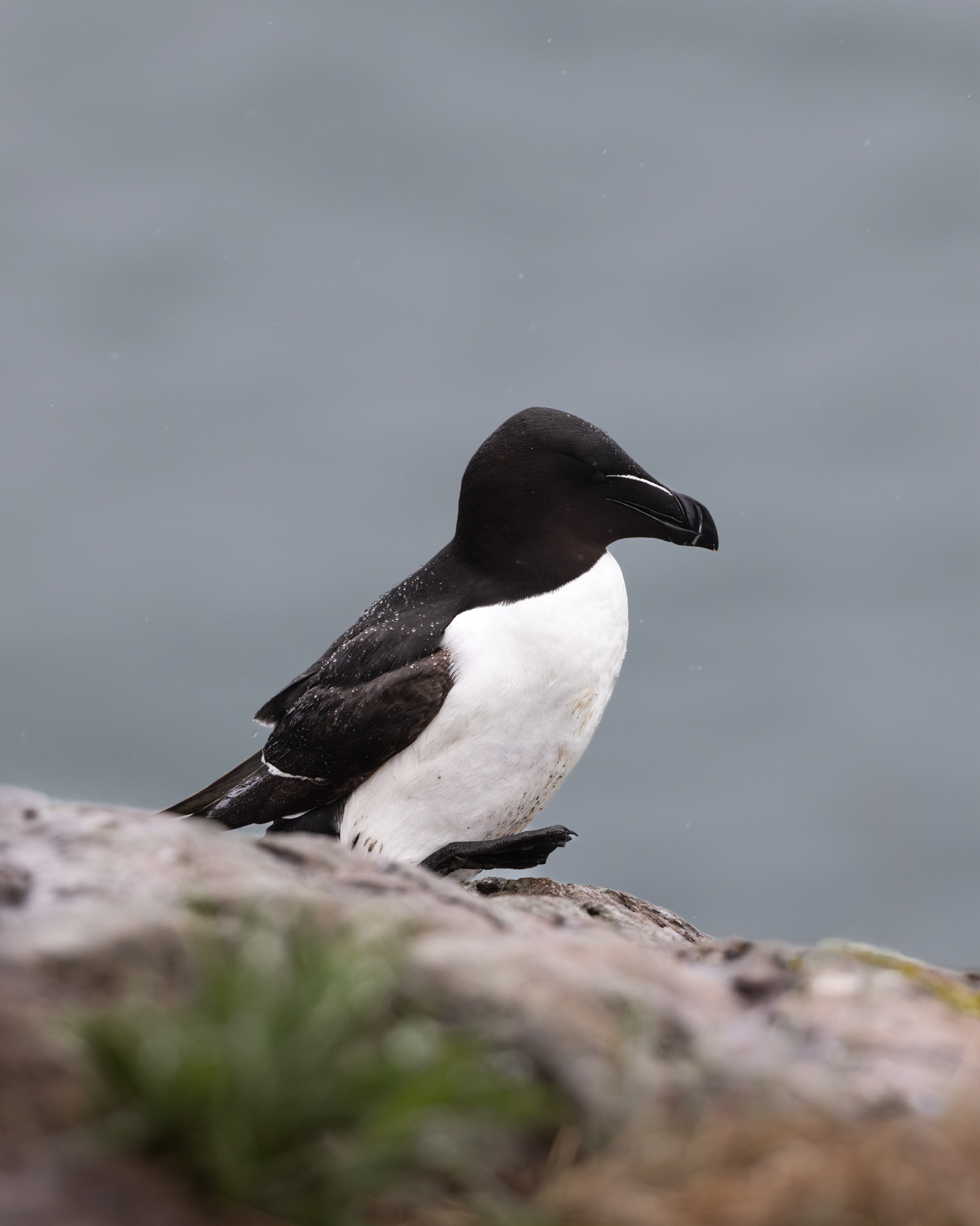 Razorbill