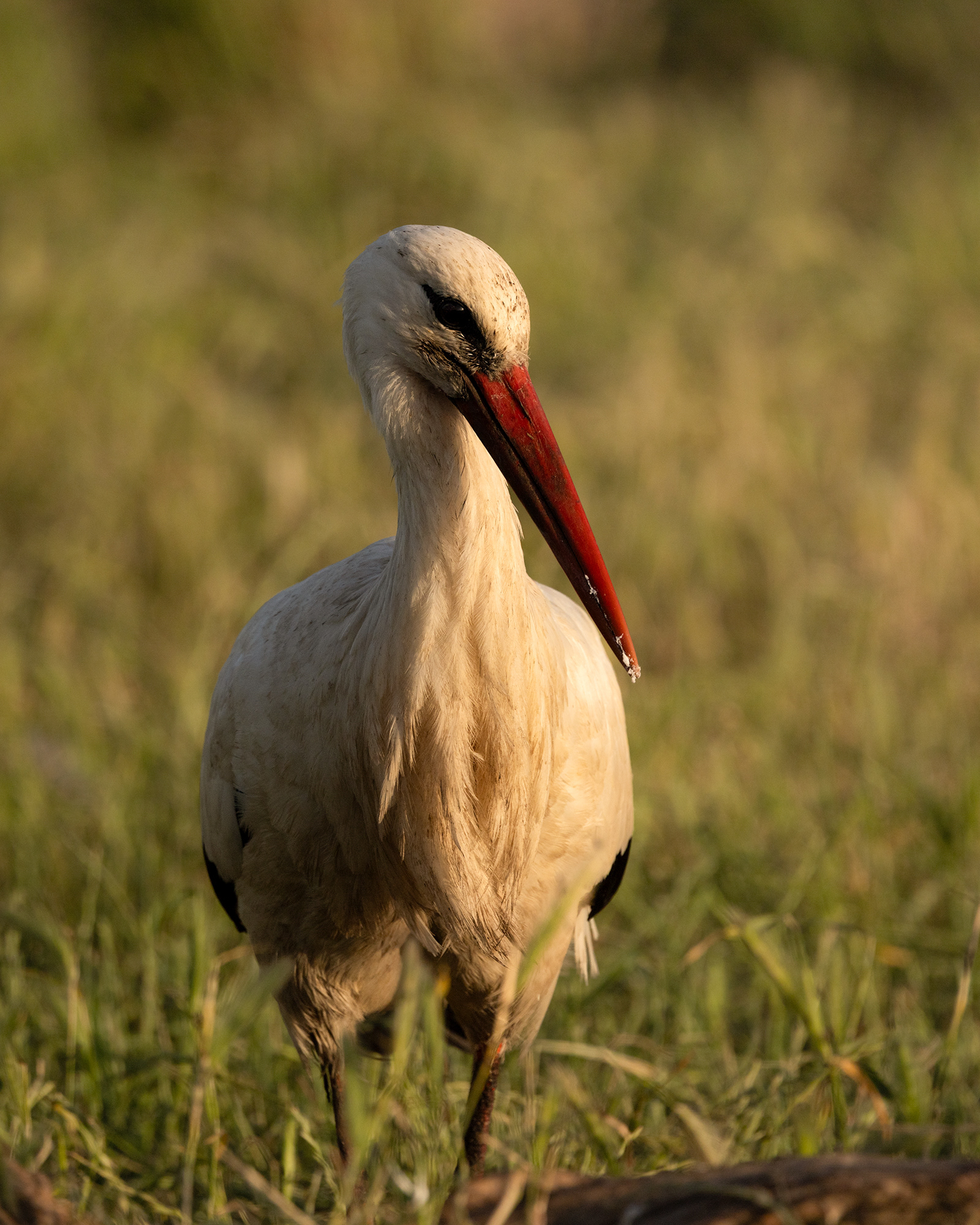 White Stork