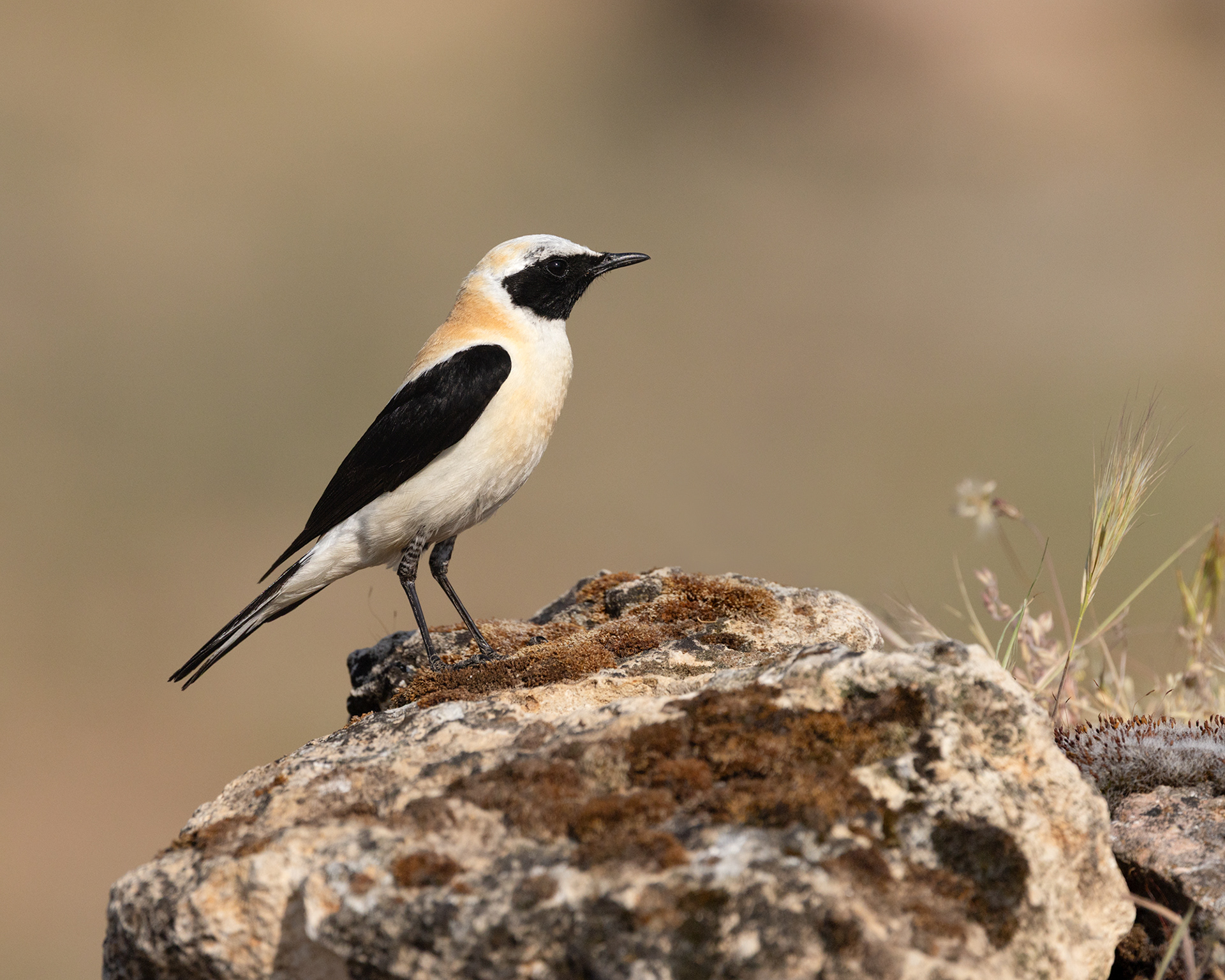 Black-eared Wheatear