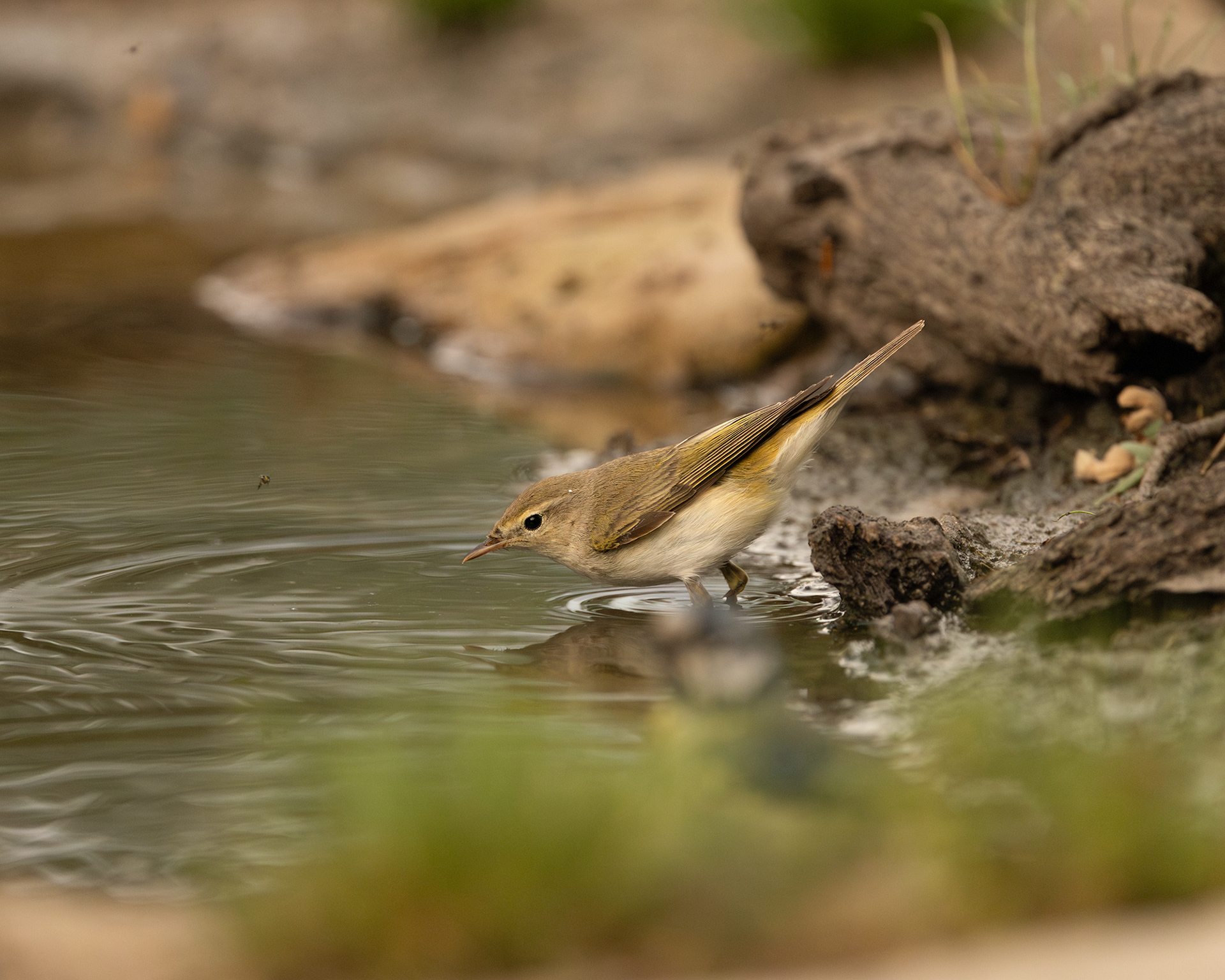 Western Bonelli's Warbler