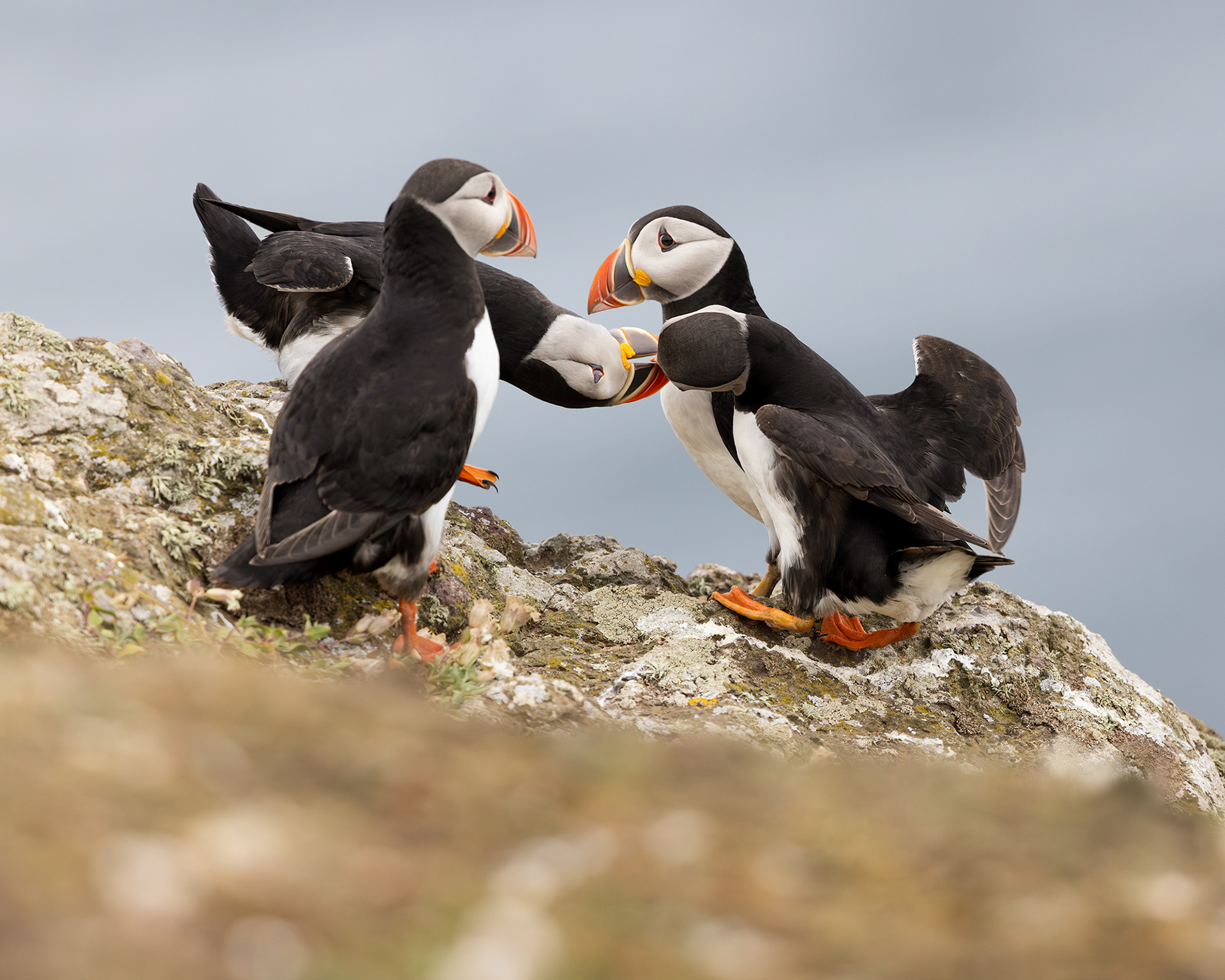 Atlantic Puffin scrap